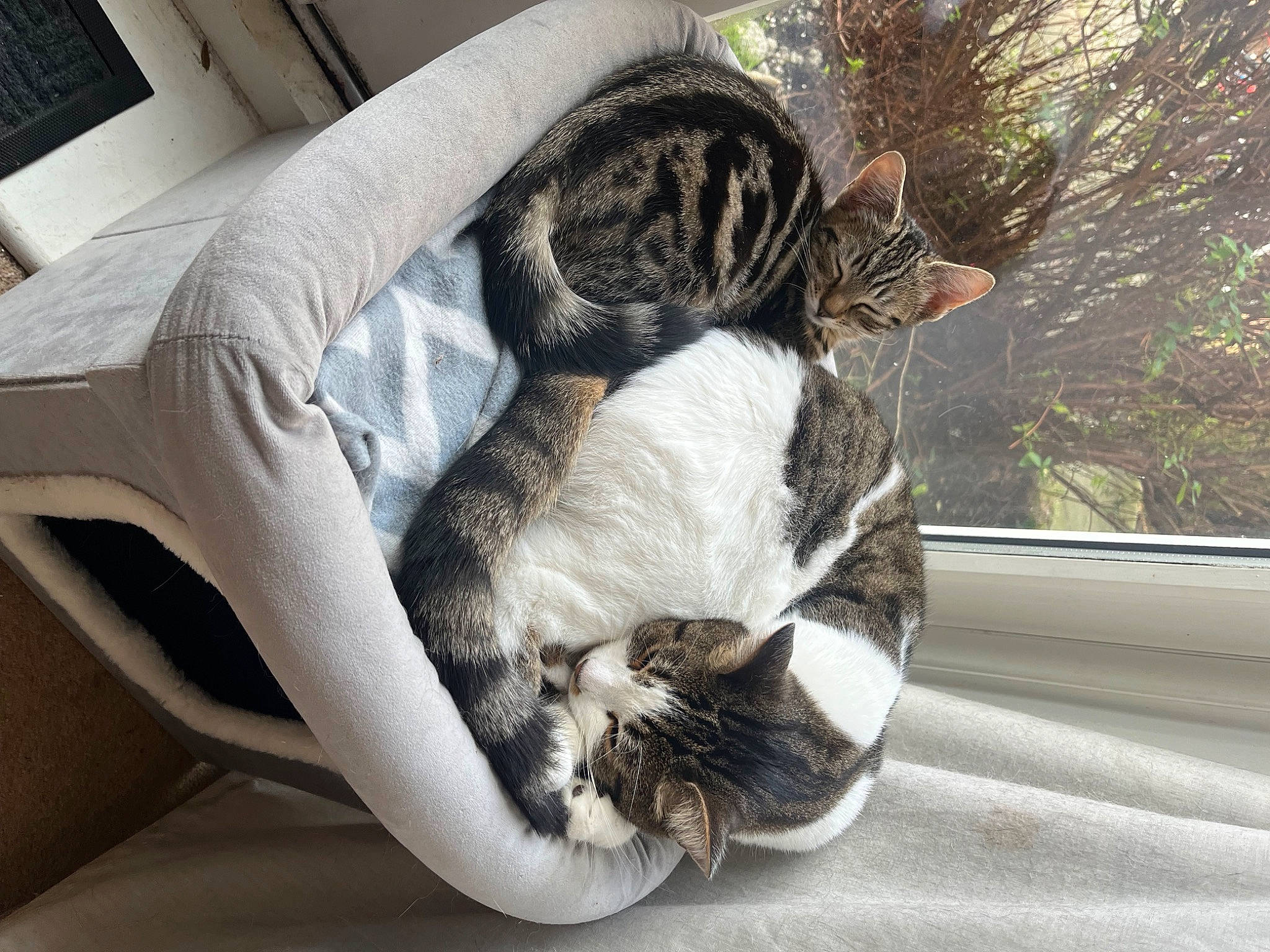 Kobé is registered to the contest to win money with this photo: carnivore, cat, cat_bed, cat_supply, comfort, couch, domestic_short_haired_cat, fawn, felidae, fur, grey, paw, plant, small_to_medium_sized_cats, snout, tail, terrestrial_animal, tree, whiskers, window