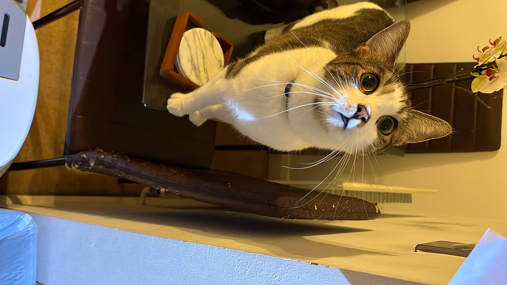 Kobé joined the competition — help win amazing prizes! box, cardboard, carnivore, cat, domestic_short_haired_cat, felidae, fur, paw, room, shelf, small_to_medium_sized_cats, tail, whiskers, windshield, wood