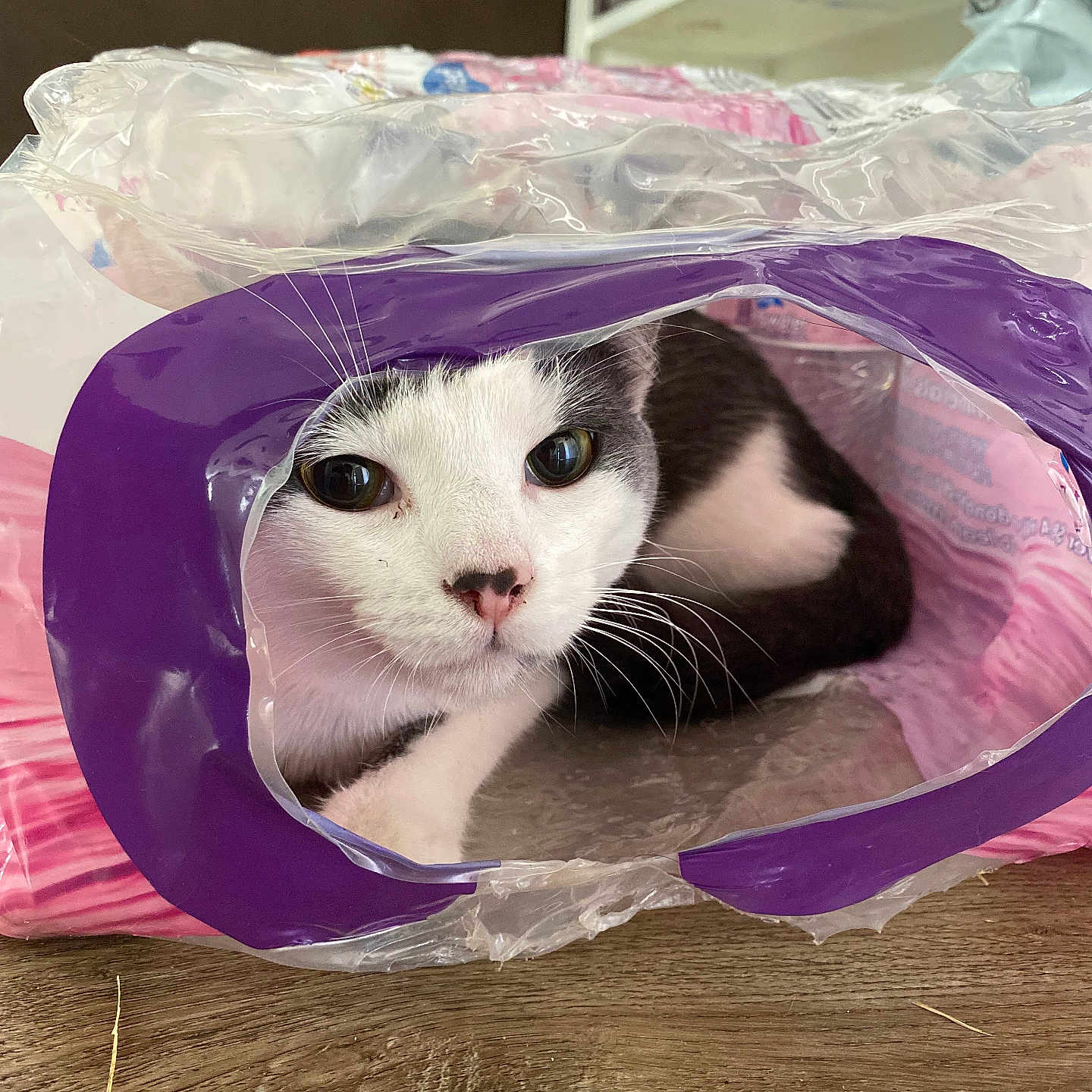Frijol is registered to the contest to win money with this photo: abyssinian, angora, animal, architecture, bag, building, cat, clothing, document, hardwood, hat, indoors, kitten, manx, outdoors, pet, plastic, plasticbag, shelter, wood