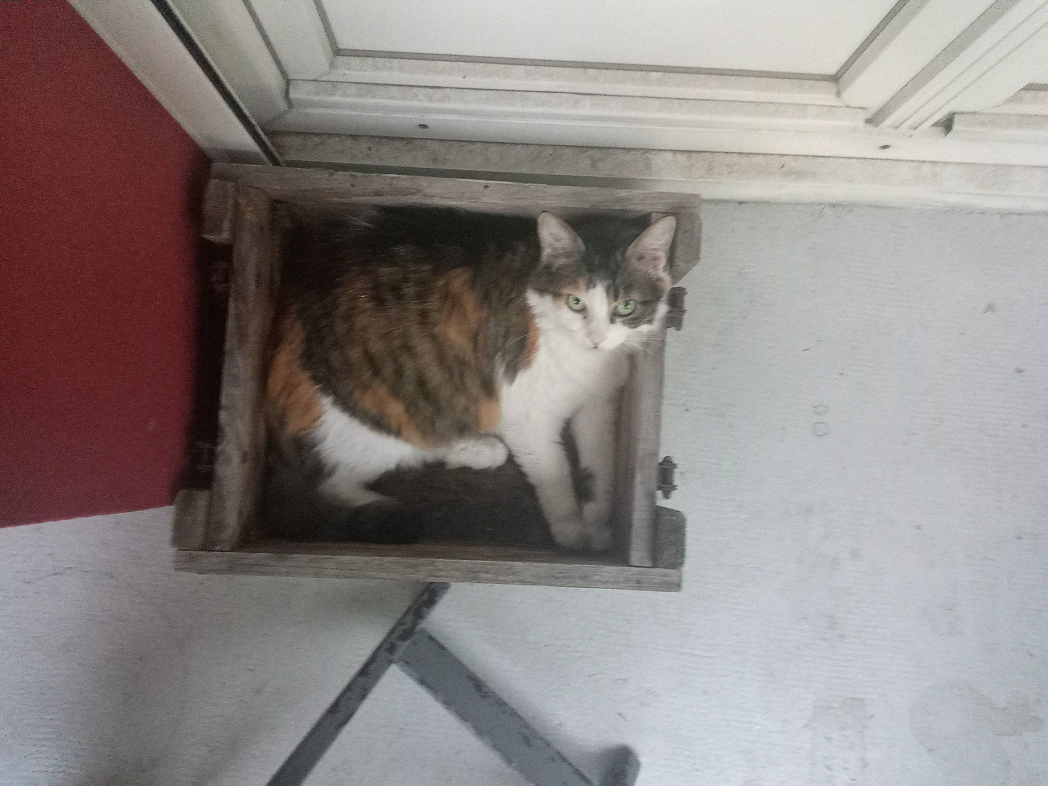 Coquine participe au concours pour gagner de l'argent avec cette photo : animal_shelter, carnivore, cat, domestic_short_haired_cat, door, felidae, flooring, fur, grey, hardwood, paw, pedestal, plant, room, small_to_medium_sized_cats, snout, tail, whiskers, window, wood