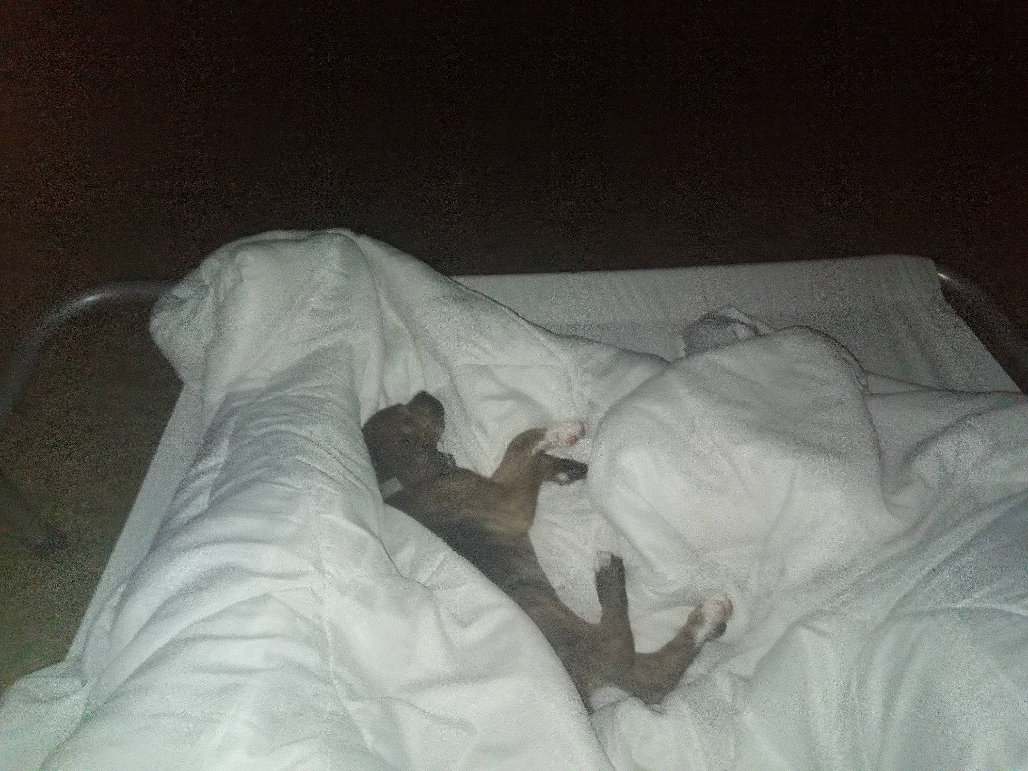 Takashi a rejoint le concours — aidez-le/la à gagner de superbes lots ! bed, bed_sheet, bedding, bedroom, bedtime, blanket, comfort, darkness, duvet, fur, human_leg, knee, linens, nap, pillow, room, sleep, sporting_group, textile, wood