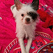 Cruella is registered to the contest to win money with this photo: dog, small_dog, white_dog, black_patch, bedspread, pink, patterned, indoor, pet, animal, fur, ears, front_paws, looking_at_camera, lying_down, scruffy, cute, close_up, domestic, resting