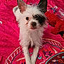 dog, small_dog, white_dog, black_patch, bedspread, pink, patterned, indoor, pet, animal, fur, ears, front_paws, looking_at_camera, lying_down, scruffy, cute, close_up, domestic, resting