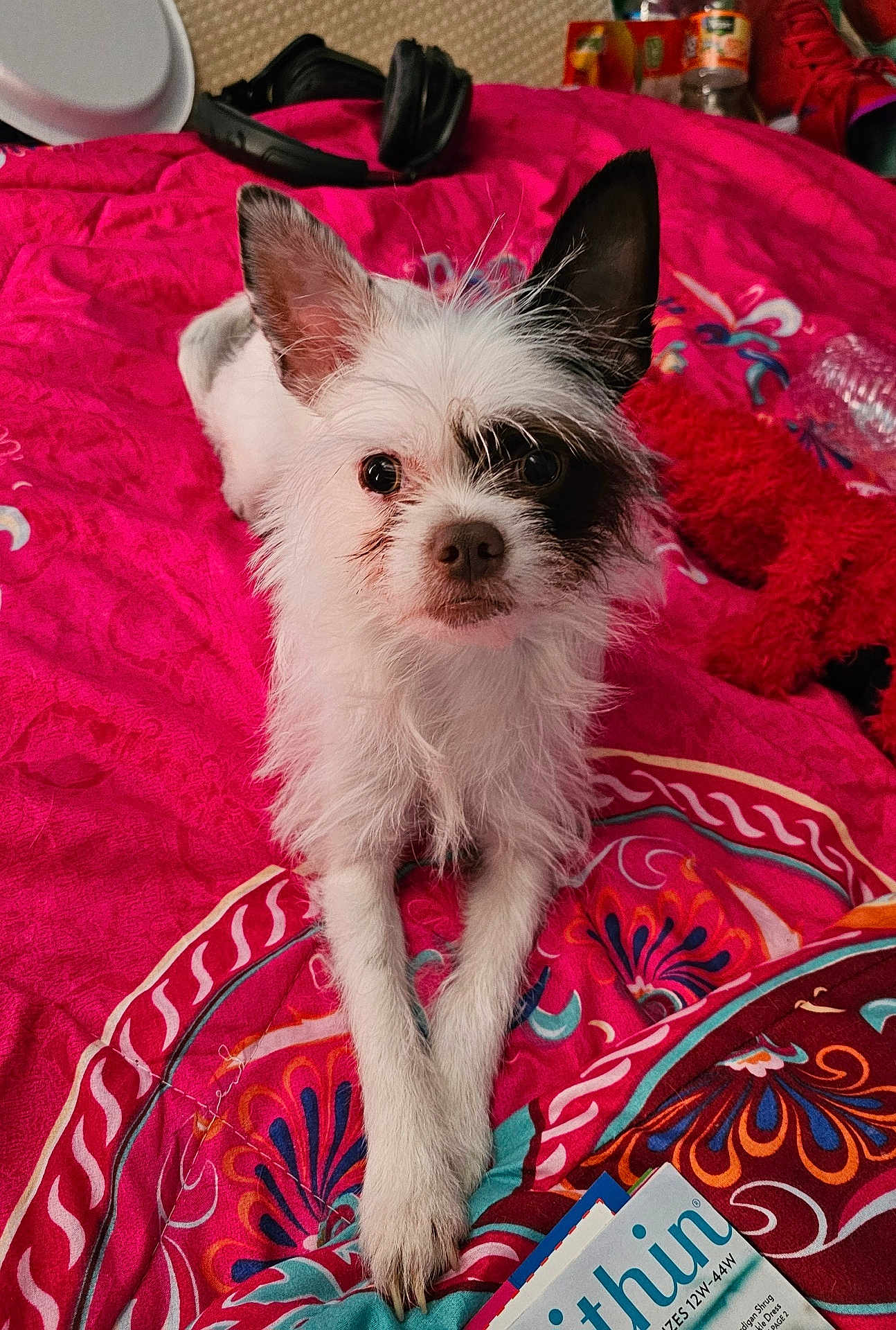 Cruella is registered to the contest to win money with this photo: dog, small_dog, white_dog, black_patch, bedspread, pink, patterned, indoor, pet, animal, fur, ears, front_paws, looking_at_camera, lying_down, scruffy, cute, close_up, domestic, resting