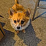 dog, small_dog, fluffy, brown_fur, carpet, indoor, pet, animal, ears, tail, eyes, floor, furniture, shadow, cute, looking_up, domestic, companion, close_up, expression