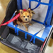 Dukey is registered to the contest to win money with this photo: accessories, animal, bag, canine, carriage, chihuahua, clothing, dog, footwear, hound, jewelry, leash, pet, puppy, ring, shoe, strap, stroller, transportation, vehicle