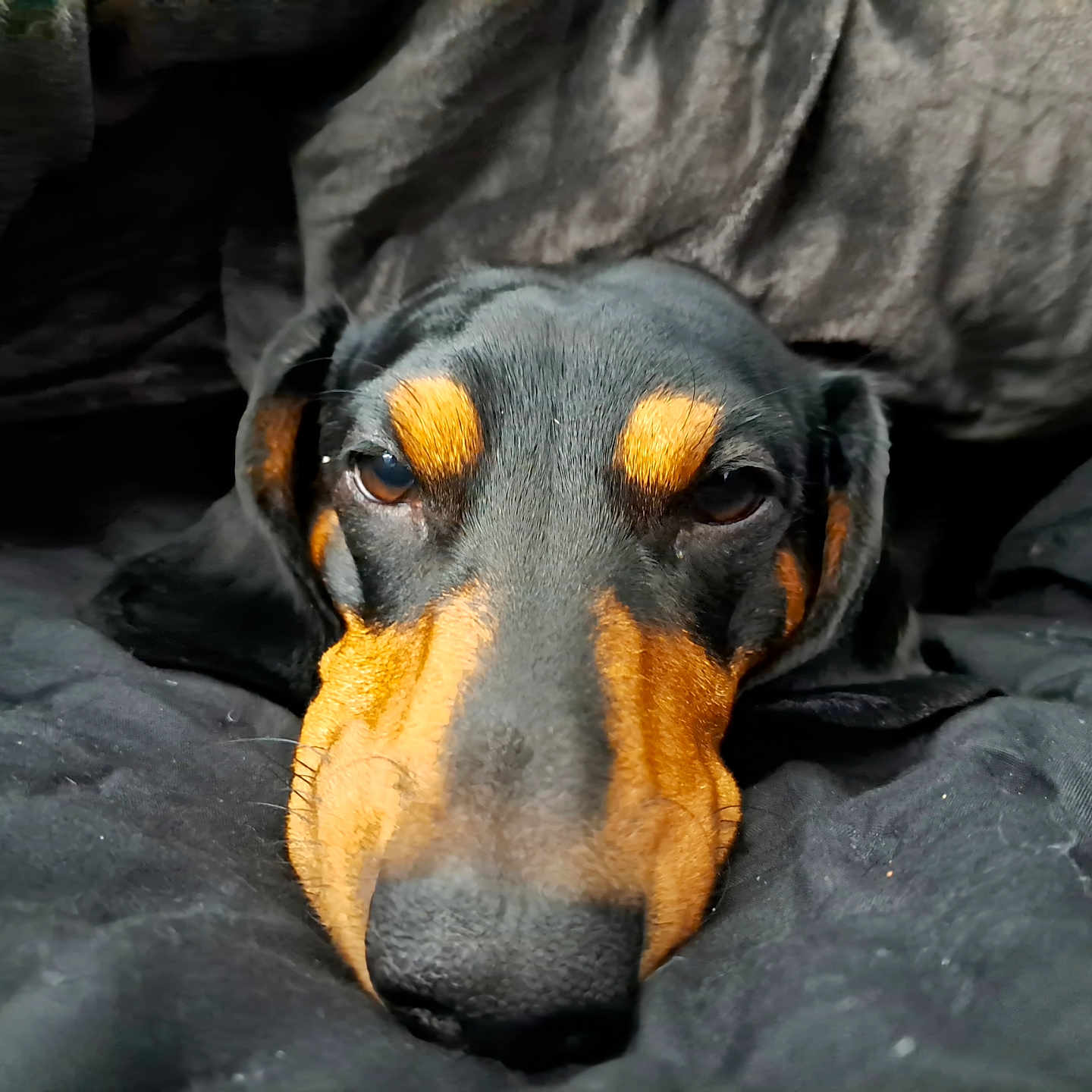 Nixon is registered to the contest to win money with this photo: animal, black_fur, blanket, calm, close_up, cozy, doberman, dog, ears, eyes, face, head, indoors, nose, pet, portrait, resting, sleepy, soft_texture, tan_markings