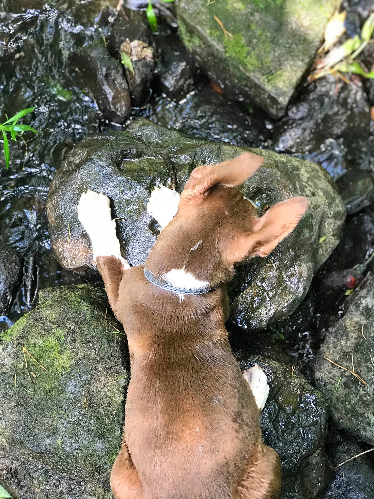 Colt joined the competition — help win amazing prizes! canidae, fawn, mountain_cur, sporting_group