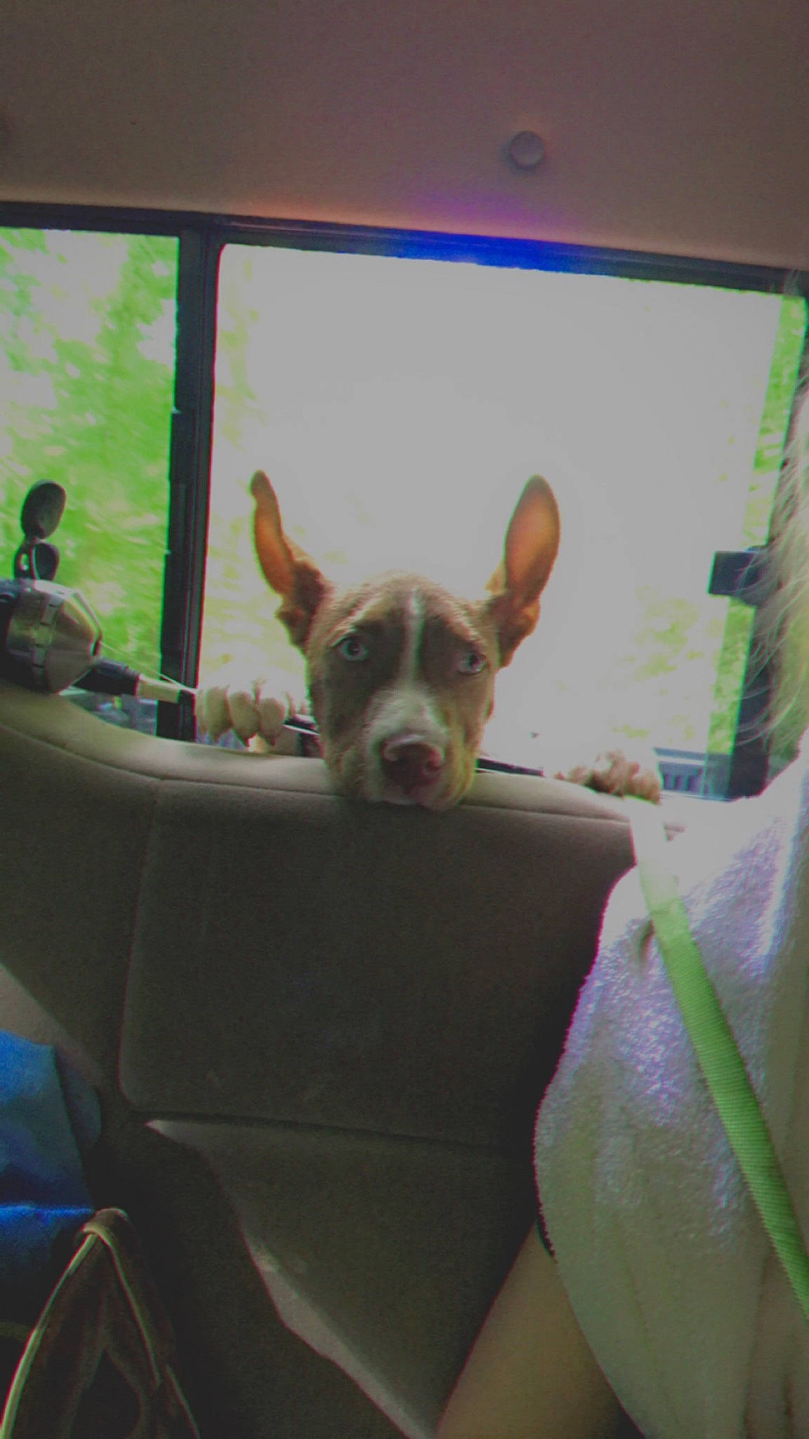 Colt is registered to the contest to win money with this photo: canidae, carnivore, chihuahua, dog, dog_breed, ear, fawn, non_sporting_group, toy_dog