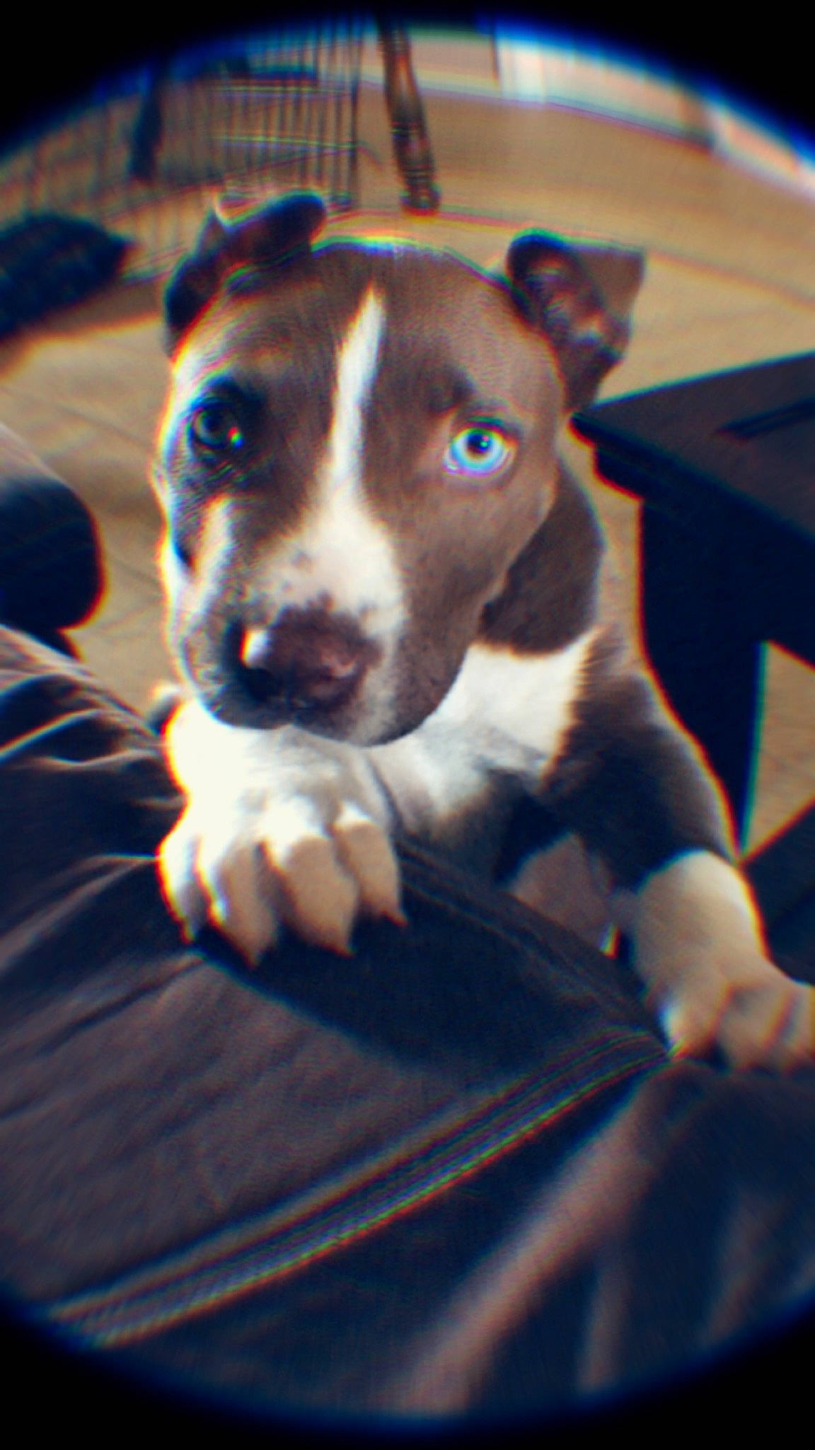 Colt joined the competition — help win amazing prizes! american_staffordshire_terrier, bull_and_terrier, bull_terrier_miniature, canidae, carnivore, dog, dog_breed, fawn, feist, mammal, miniature_fox_terrier, non_sporting_group, old_english_terrier, snout, terrier, vertebrate, whiskers