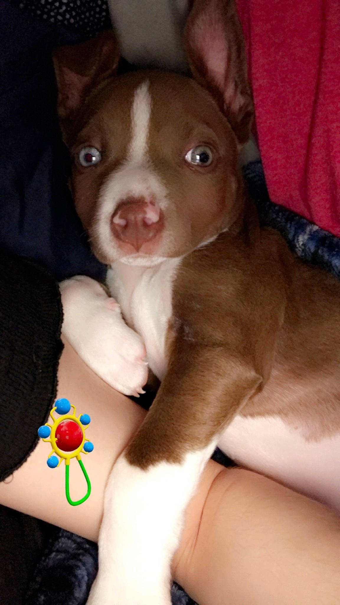 Colt is registered to the contest to win money with this photo: american_pit_bull_terrier, canidae, carnivore, dog, dog_breed, ear, fawn, mammal, non_sporting_group, nose, pit_bull, puppy, puppy_love, snout, sporting_group, vertebrate