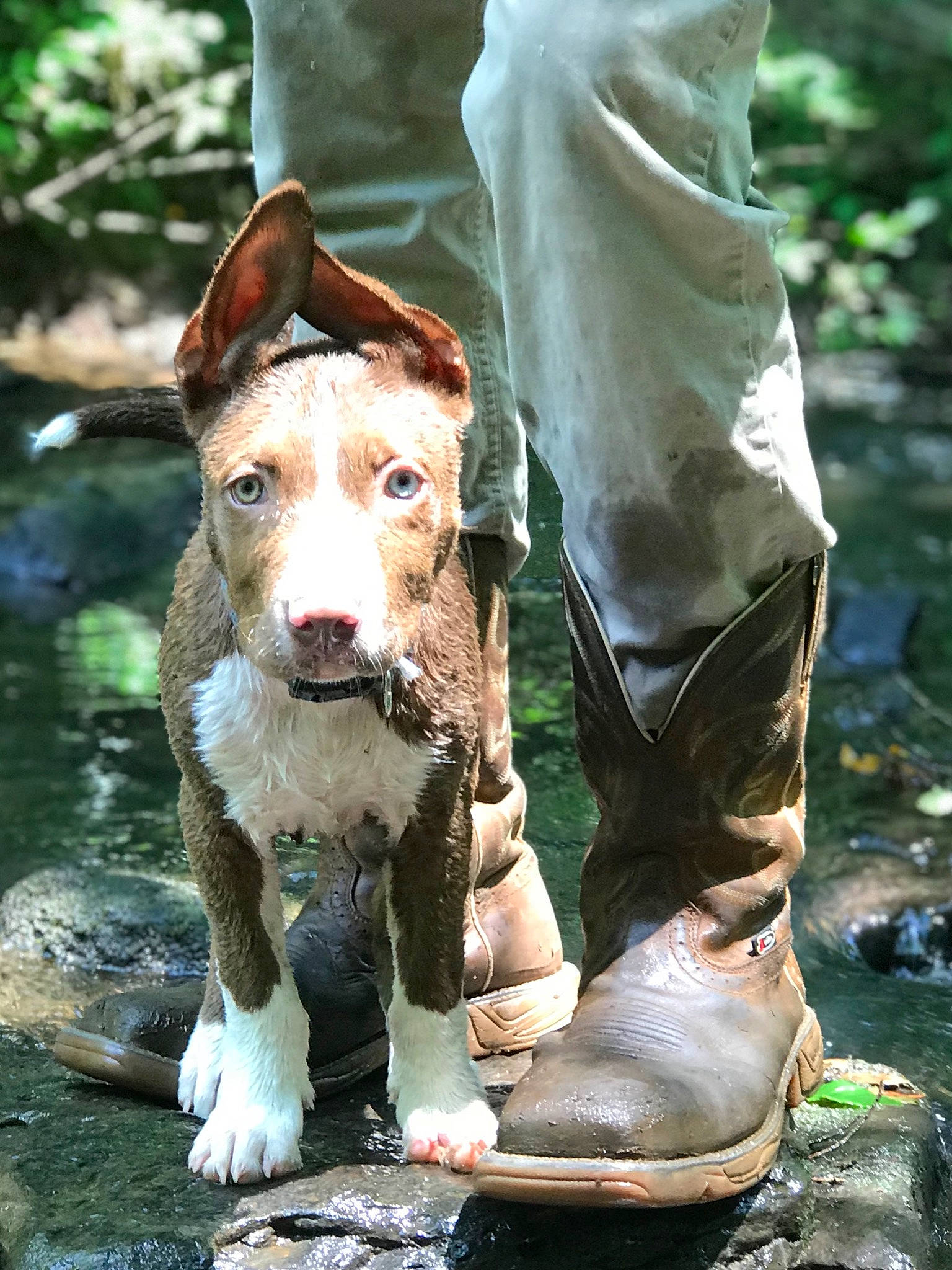 Colt joined the competition — help win amazing prizes! adventure, american_pit_bull_terrier, american_staffordshire_terrier, canidae, carnivore, companion_dog, dog, dog_breed, fawn, hunting_dog, ibizan_hound, mammal, non_sporting_group, sporting_group