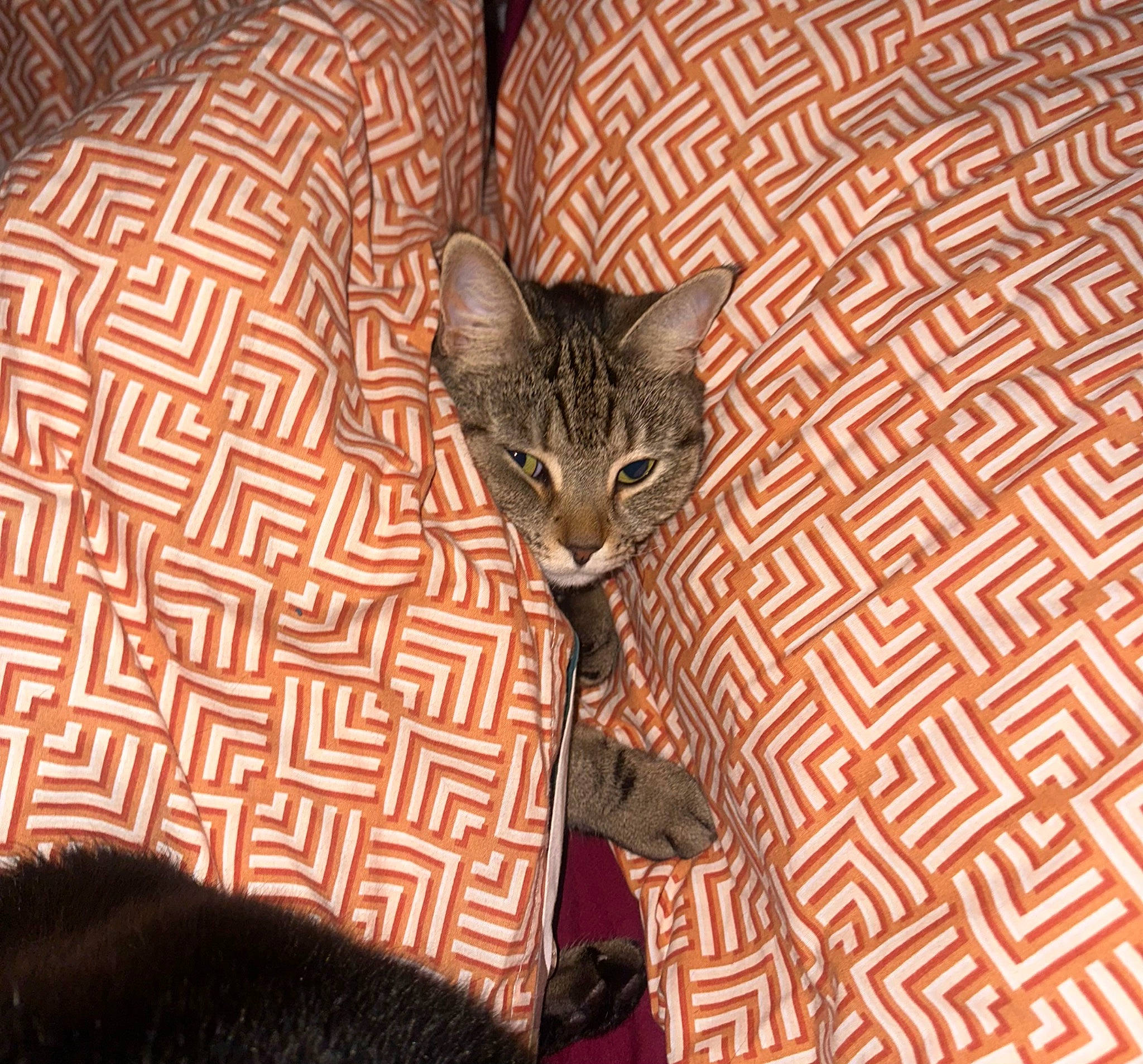 Nayla joined the competition — help win amazing prizes! carnivore, cat, chair, comfort, domestic_short_haired_cat, fawn, felidae, flooring, fur, linens, pattern, room, sitting, small_to_medium_sized_cats, snout, tail, terrestrial_animal, textile, whiskers, wood