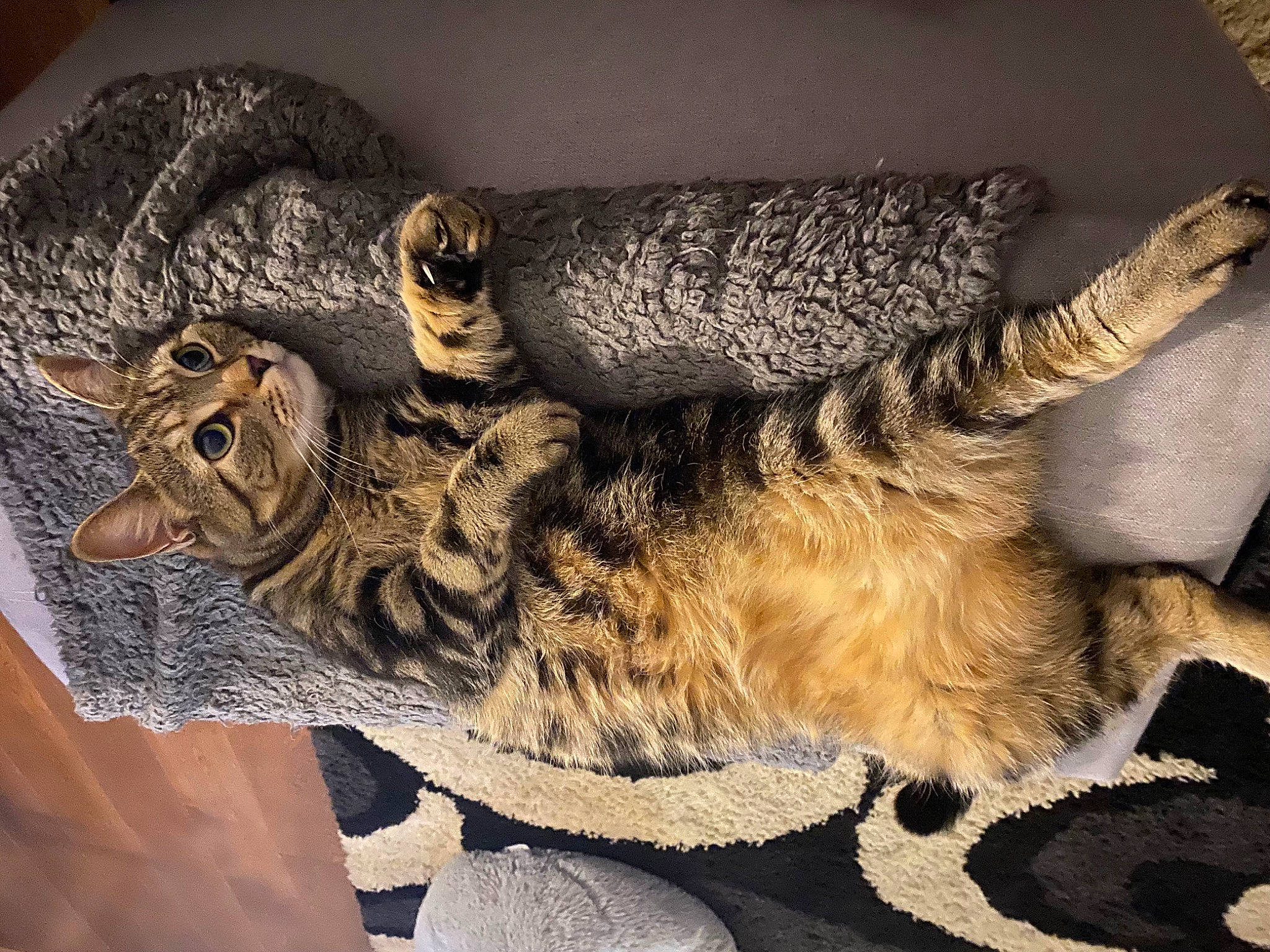 Nayla joined the competition — help win amazing prizes! art, artifact, bird_of_prey, carnivore, cat, claw, domestic_short_haired_cat, feather, felidae, fur, great_horned_owl, owl, paw, small_to_medium_sized_cats, tail, terrestrial_animal, tree, visual_arts, whiskers