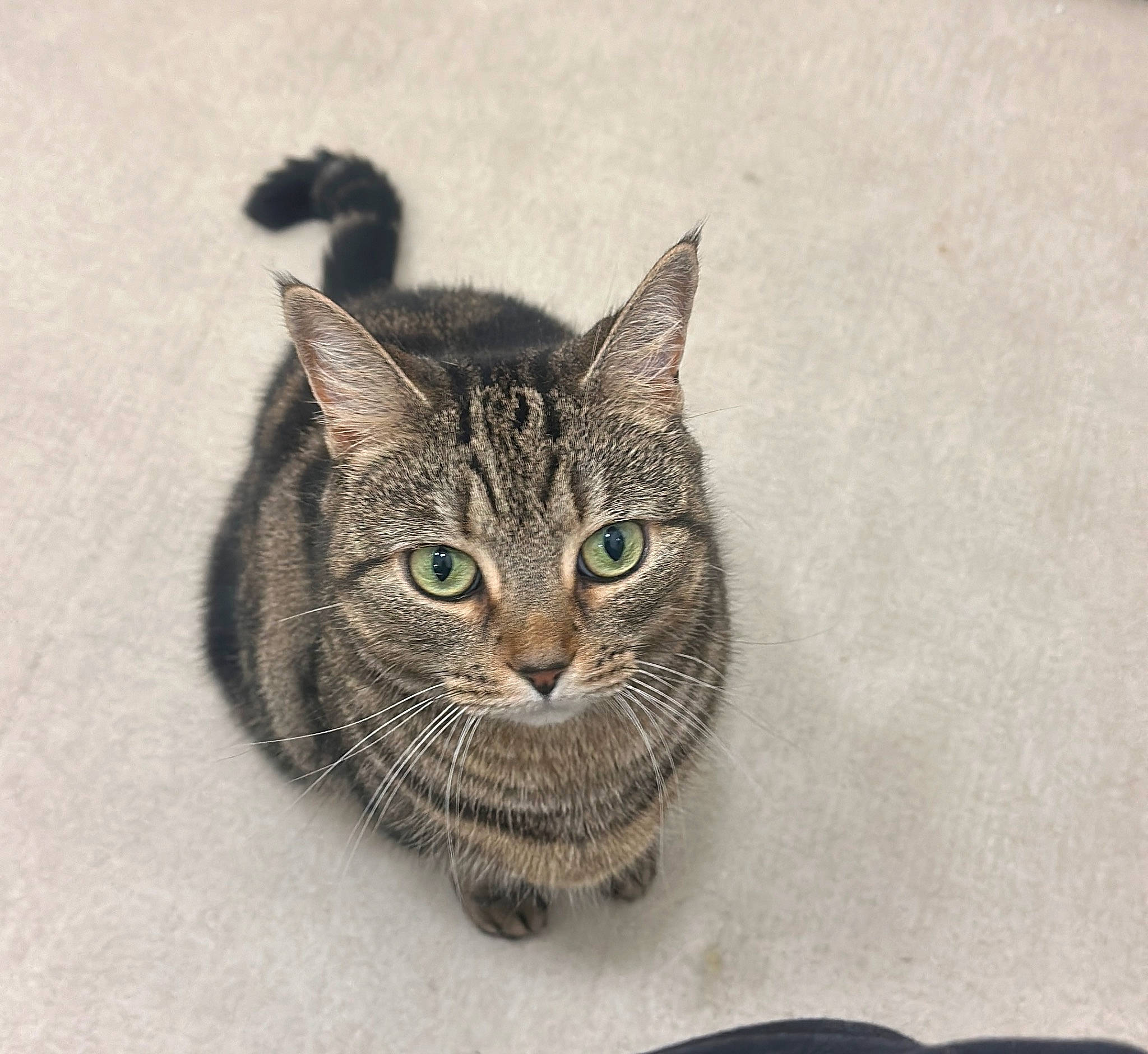 Nayla is registered to the contest to win money with this photo: art, carnivore, cat, domestic_short_haired_cat, door, drawing, felidae, fur, head, illustration, painting, small_to_medium_sized_cats, snout, terrestrial_animal, visual_arts, whiskers, wildlife, window