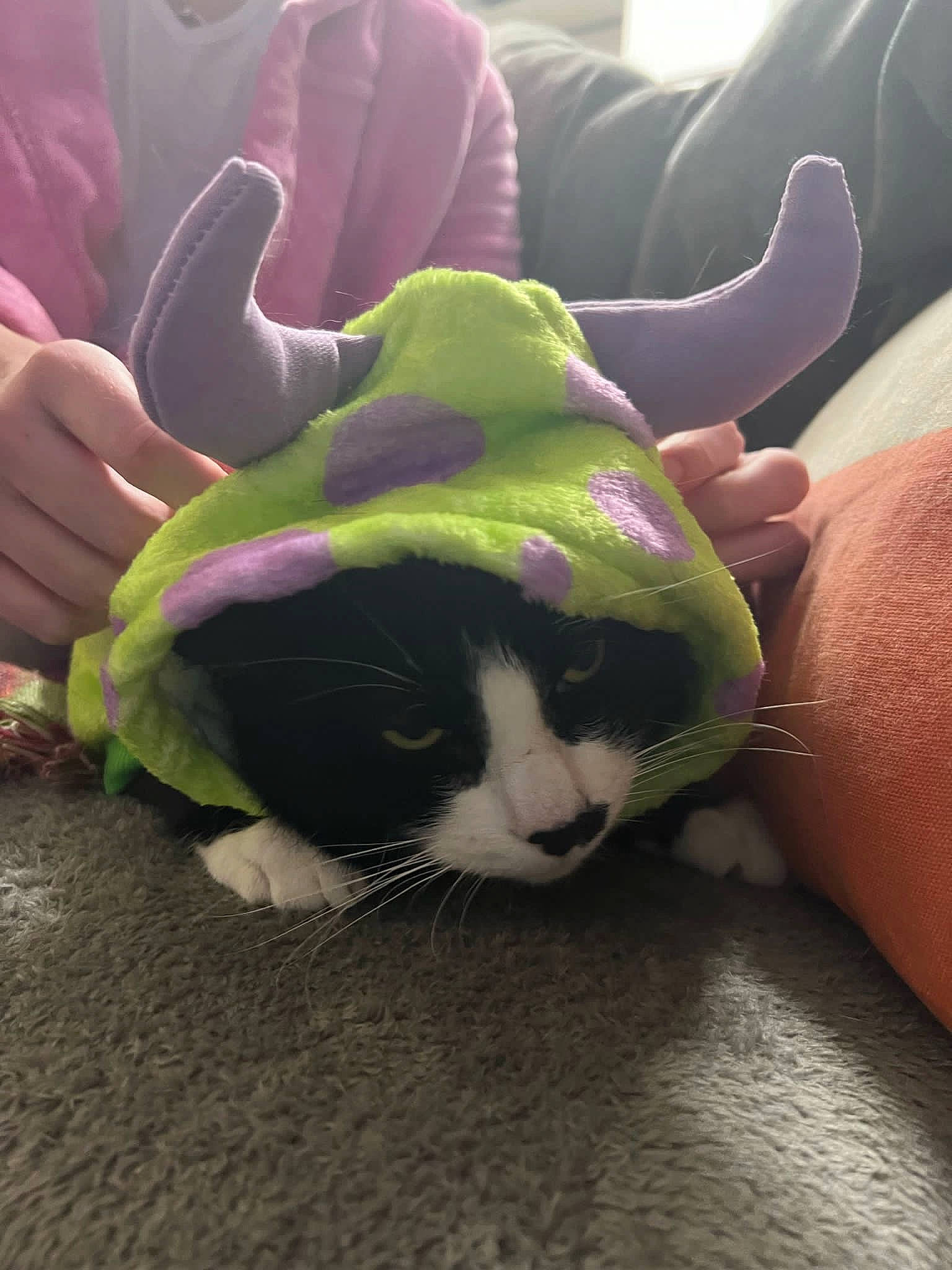 Teddy is registered to the contest to win money with this photo: carnivore, cat, comfort, companion_dog, felidae, finger, foot, gesture, grass, happy, human_leg, leg, plant, small_to_medium_sized_cats, snout, sunglasses, tail, thigh, thumb, whiskers