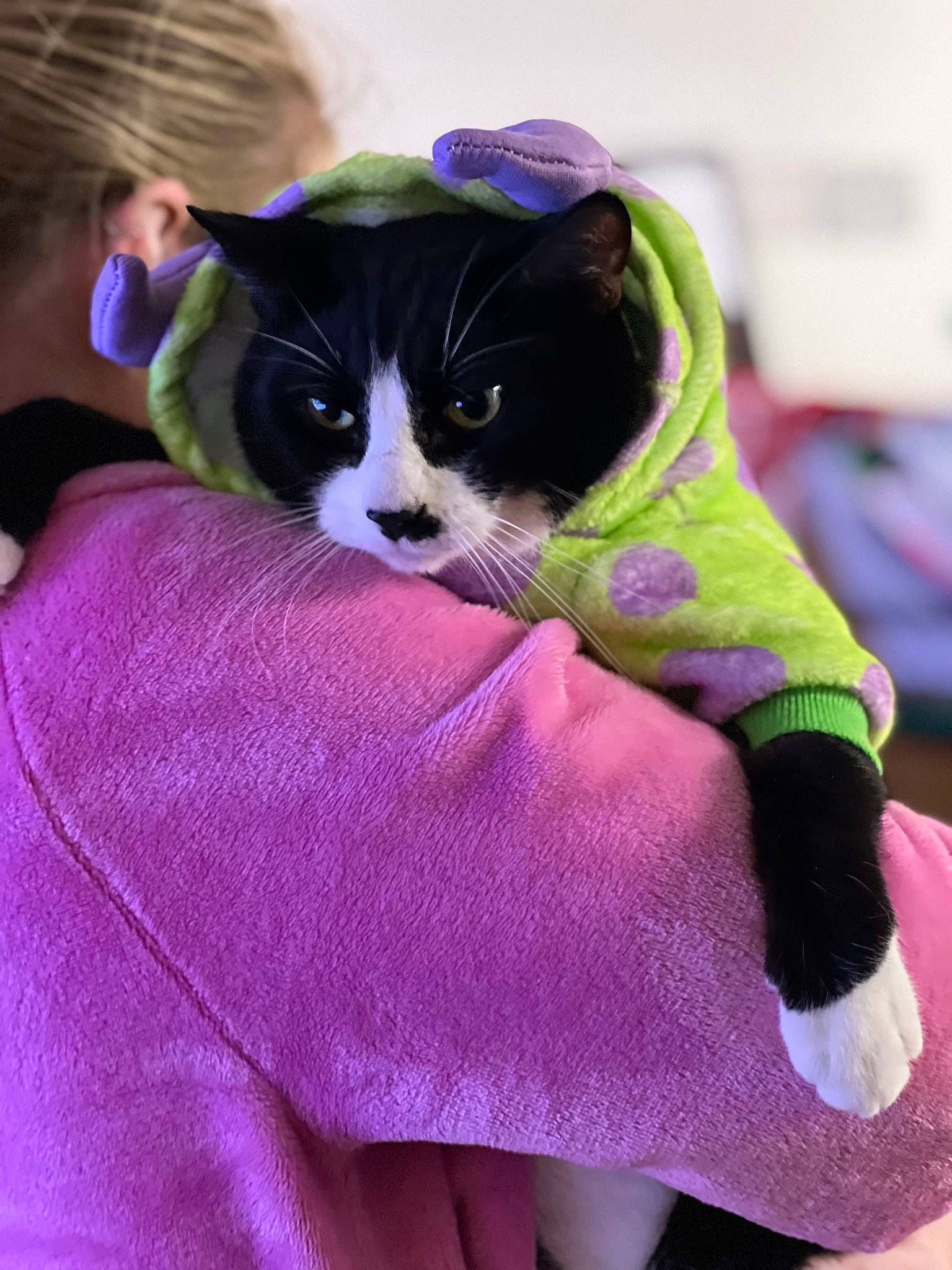 Teddy is registered to the contest to win money with this photo: carnivore, cat, comfort, electric_blue, felidae, formal_wear, fur, linens, magenta, pattern, petal, pink, plant, purple, sleeve, small_to_medium_sized_cats, tail, textile, violet, whiskers