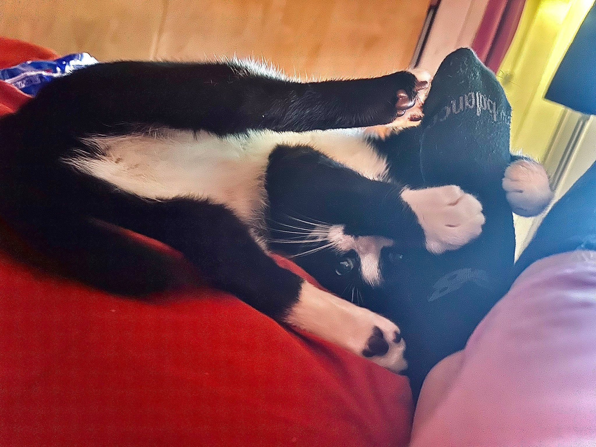 Teddy is registered to the contest to win money with this photo: arm, black_hair, carnivore, cloud, comfort, companion_dog, dog_breed, elbow, felidae, foot, gesture, human_leg, knee, lap, nail, small_to_medium_sized_cats, tail, thigh, tints_and_shades, wrist