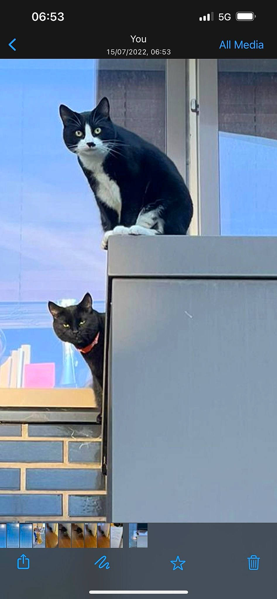 Chip joined the competition — help win amazing prizes! black_cat, blue, carnivore, cat, domestic_short_haired_cat, felidae, fur, grey, mammal, roof, small_to_medium_sized_cats, snout, tail, whiskers, window