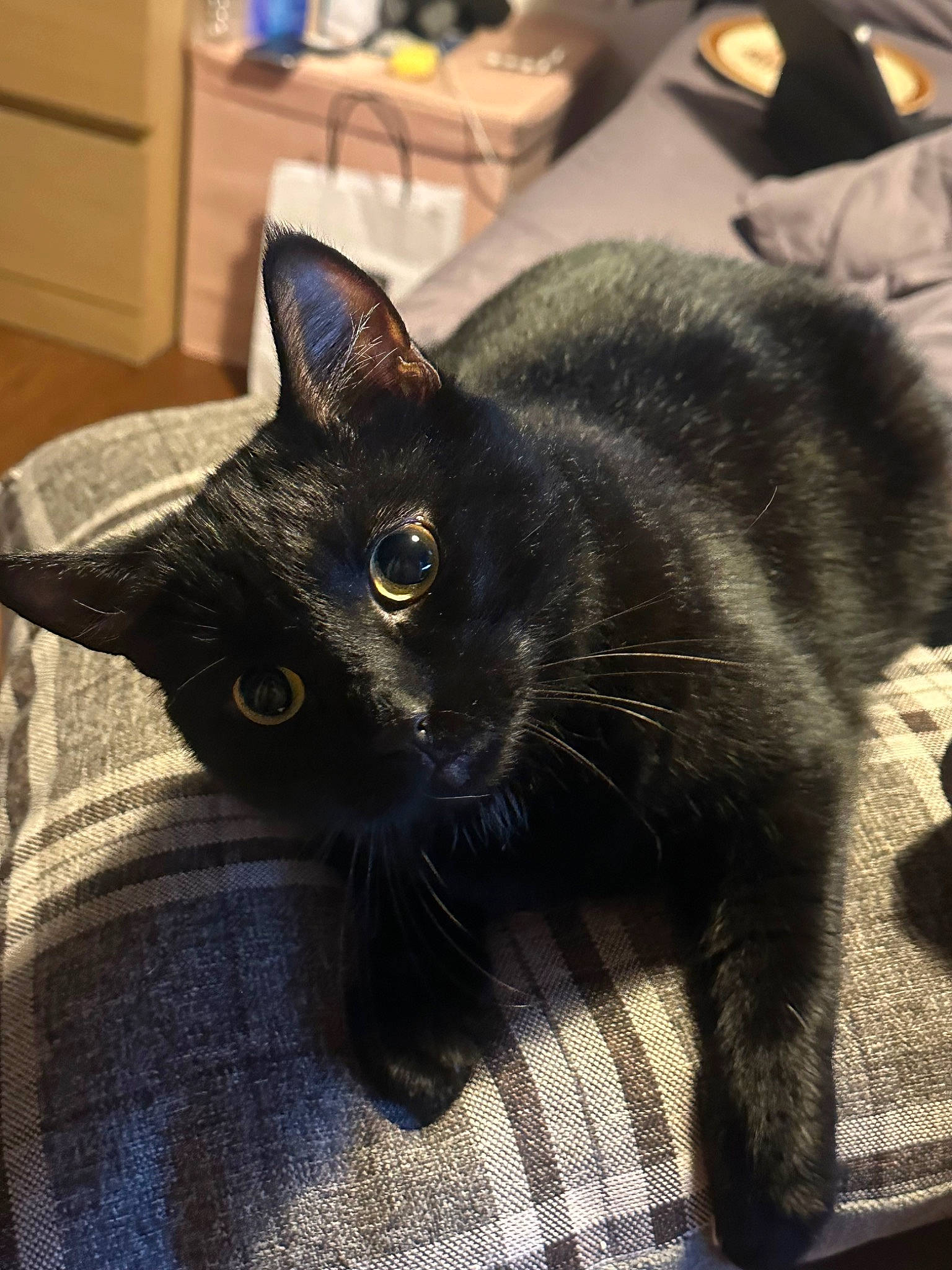 Chip joined the competition — help win amazing prizes! black_cat, bombay, cabinetry, carnivore, cat, claw, comfort, domestic_short_haired_cat, drawer, ear, eye, felidae, fur, havana_brown, paw, small_to_medium_sized_cats, snout, tail, terrestrial_animal, whiskers