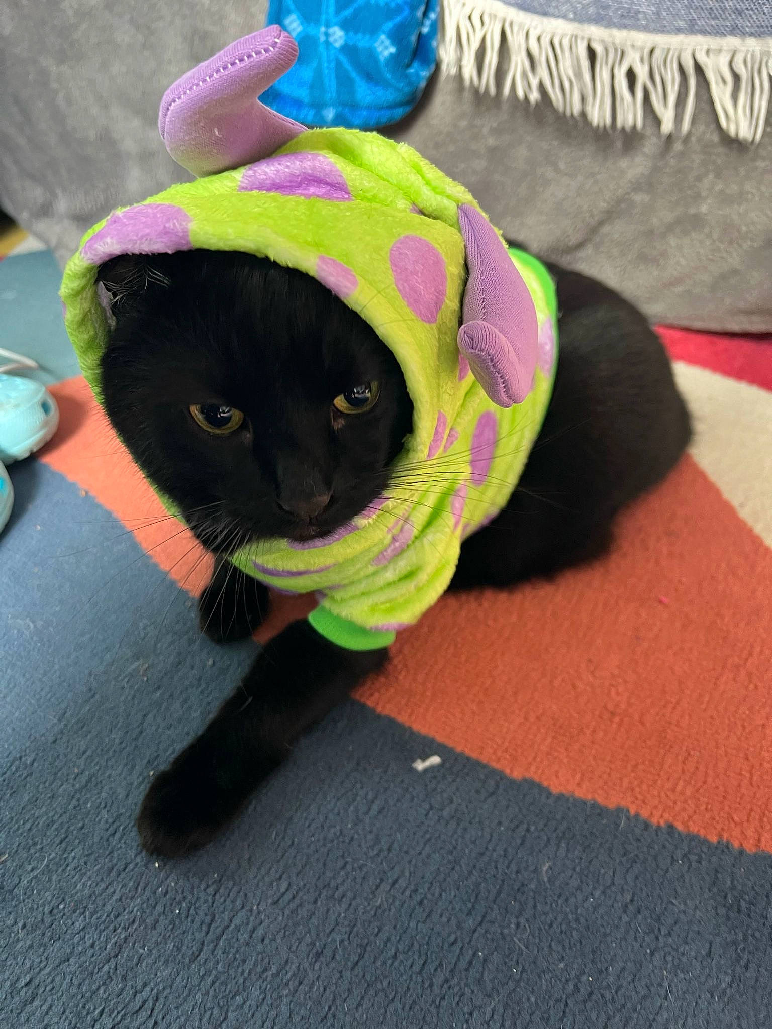Chip joined the competition — help win amazing prizes! cap, carnivore, cat, comfort, costume_hat, fashion_accessory, felidae, fur, glasses, goggles, hat, headgear, magenta, small_to_medium_sized_cats, snout, stuffed_toy, sunglasses, tail, toy, whiskers