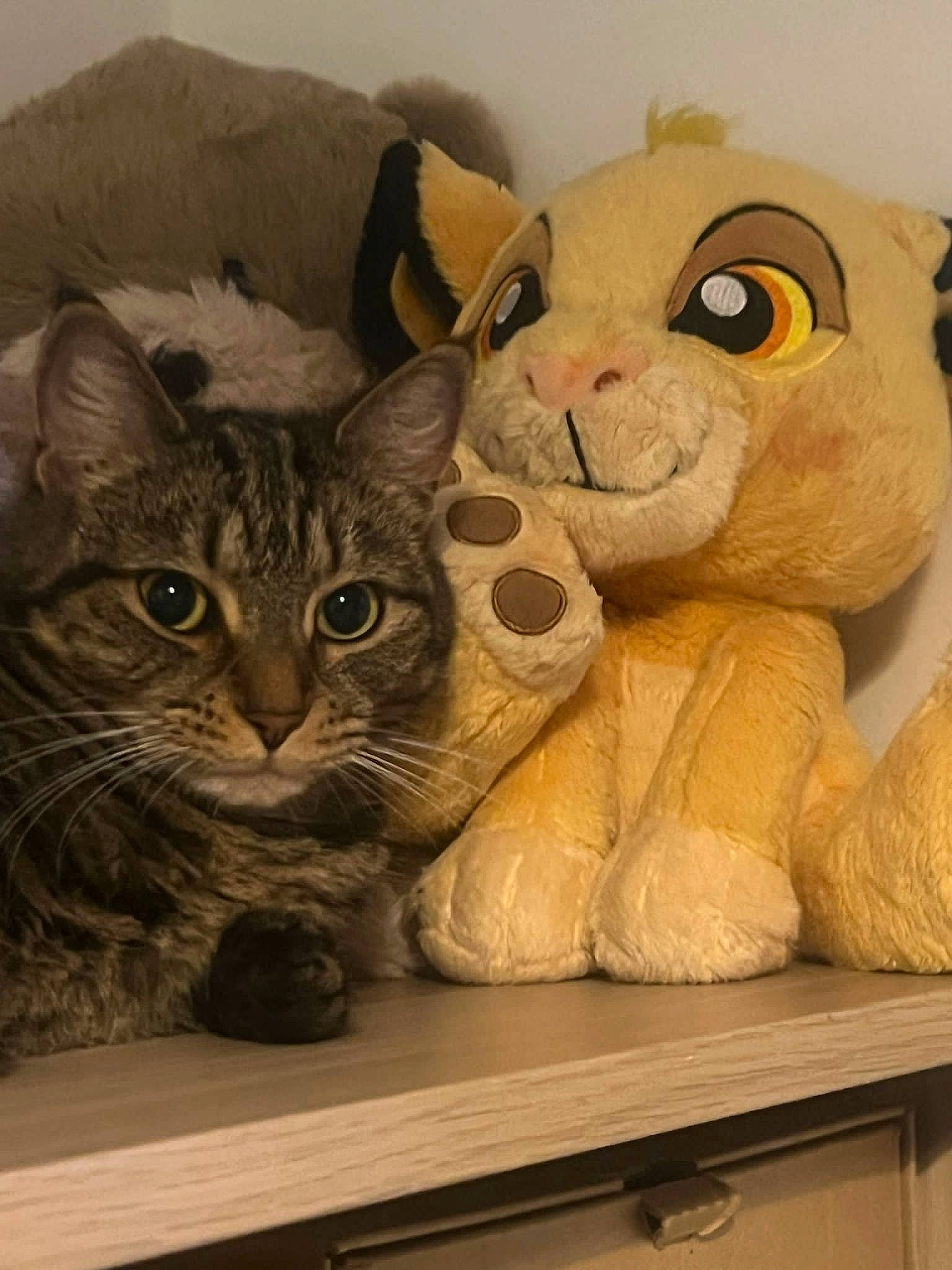 Nala joined the competition — help win amazing prizes! baby_toys, bear, cat, domestic_short_haired_cat, fawn, felidae, fur, mammal, paw, plush, small_to_medium_sized_cats, snout, stuffed_toy, tail, teddy_bear, terrestrial_animal, toy, vertebrate, whiskers, wood