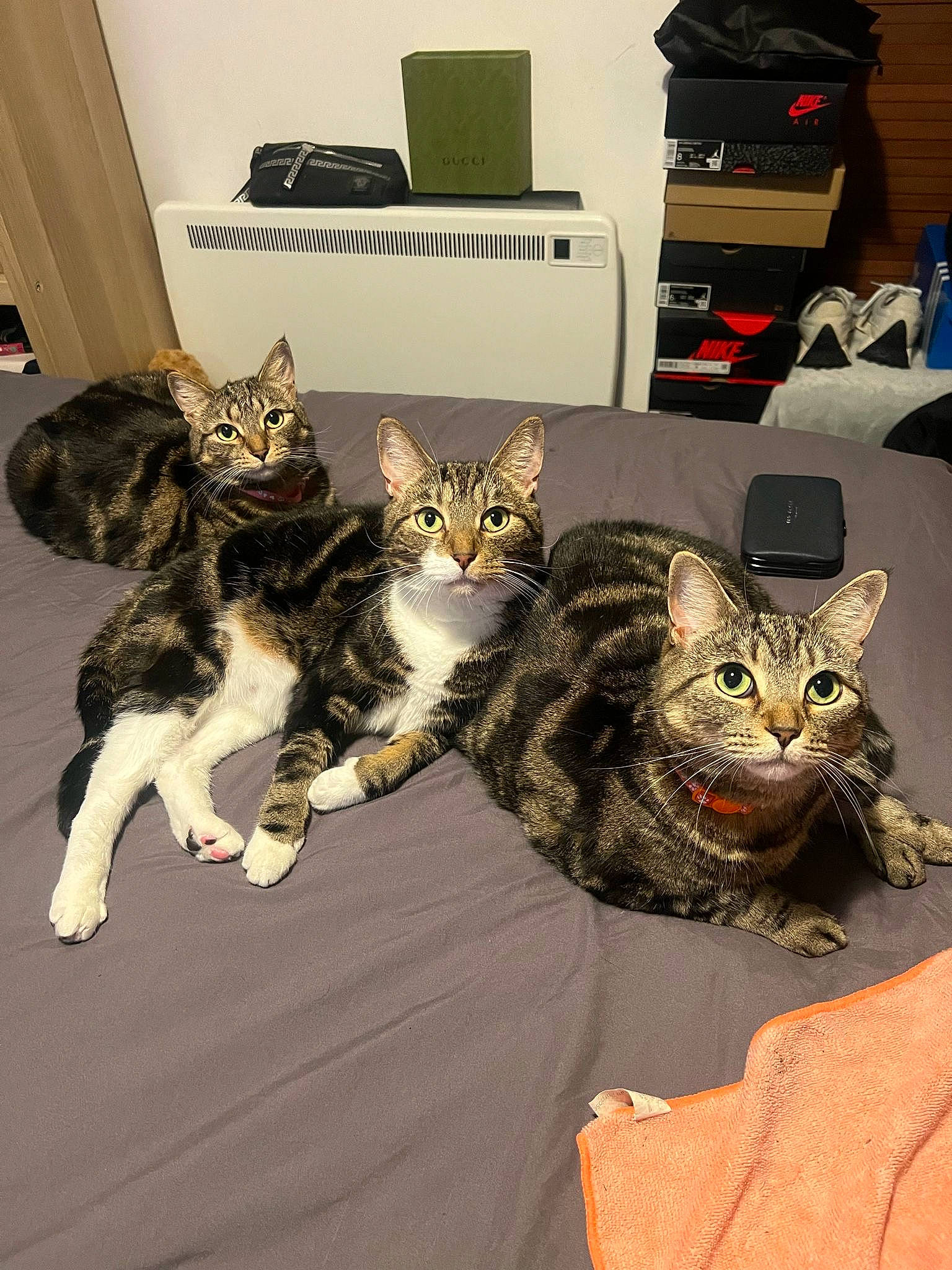 Nala joined the competition — help win amazing prizes! bag, carnivore, cat, comfort, curtain, domestic_short_haired_cat, felidae, fur, luggage_and_bags, office_equipment, paw, small_to_medium_sized_cats, whiskers