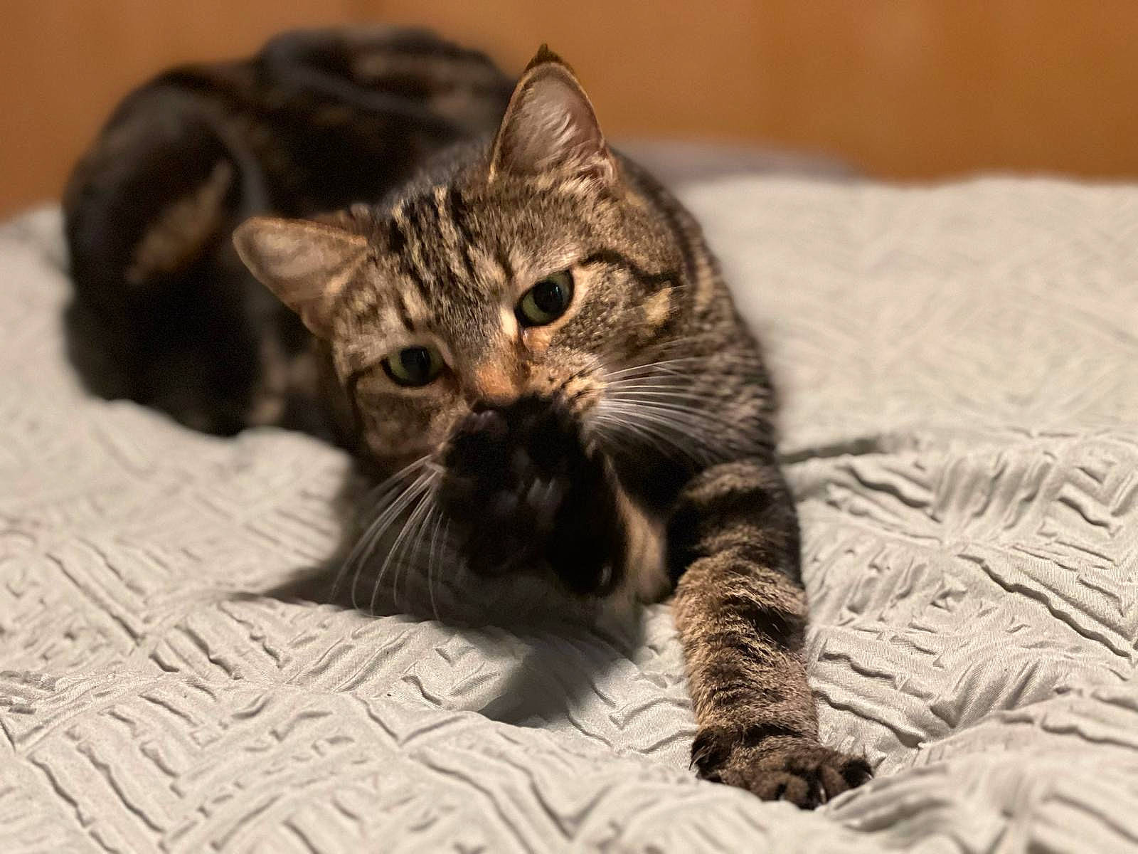 Nala is registered to the contest to win money with this photo: carnivore, cat, claw, comfort, domestic_short_haired_cat, felidae, fur, mammal, monochrome_photography, paw, small_to_medium_sized_cats, terrestrial_animal, whiskers, wildlife