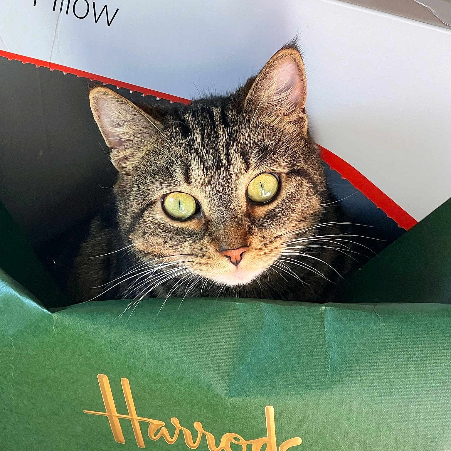 Nala is registered to the contest to win money with this photo: box, carnivore, cat, domestic_short_haired_cat, felidae, font, fur, paw, photo_caption, small_to_medium_sized_cats, snout, terrestrial_animal, whiskers, window