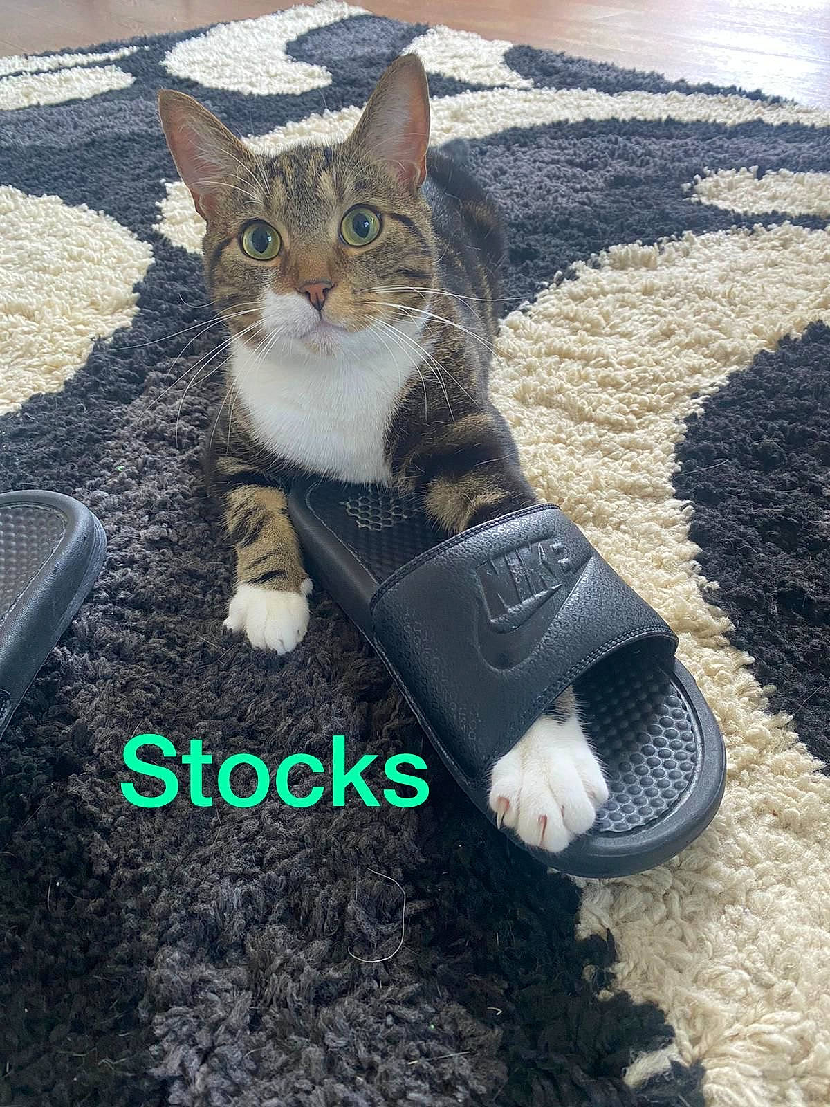 Socks is registered to the contest to win money with this photo: asphalt, carnivore, cat, domestic_short_haired_cat, fashion_accessory, fawn, felidae, foot, fur, grass, human_leg, leg, paw, road_surface, small_to_medium_sized_cats, sneakers, snout, tail, tree, whiskers