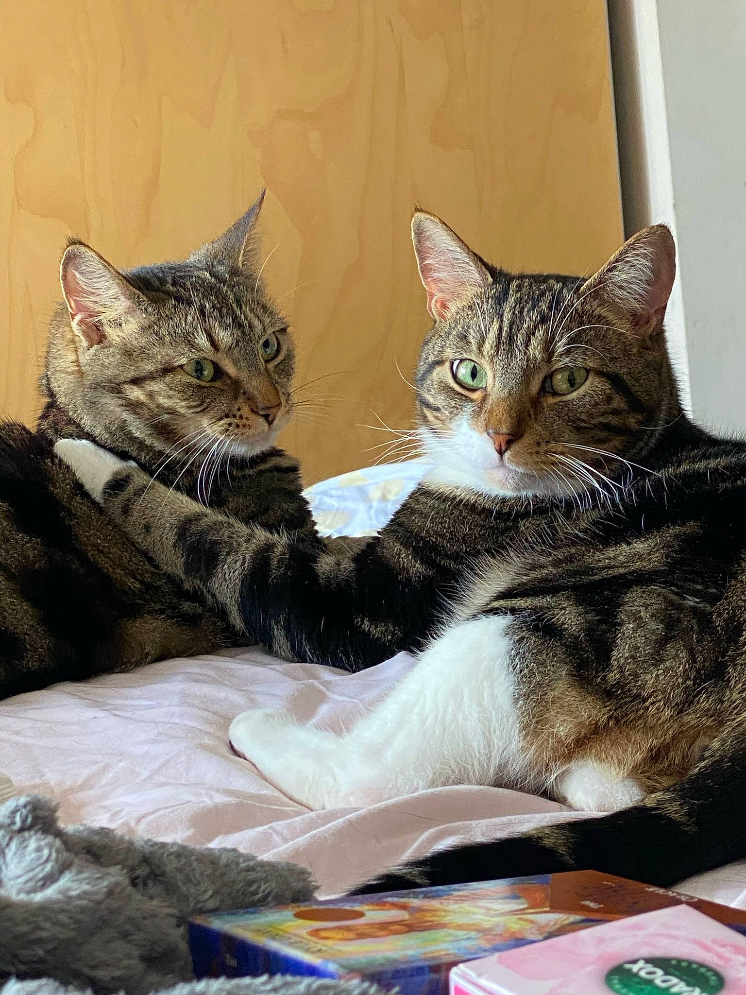 Socks is registered to the contest to win money with this photo: carnivore, cat, cat_supply, claw, comfort, domestic_short_haired_cat, felidae, fur, paw, sitting, small_to_medium_sized_cats, snout, terrestrial_animal, vertebrate, whiskers