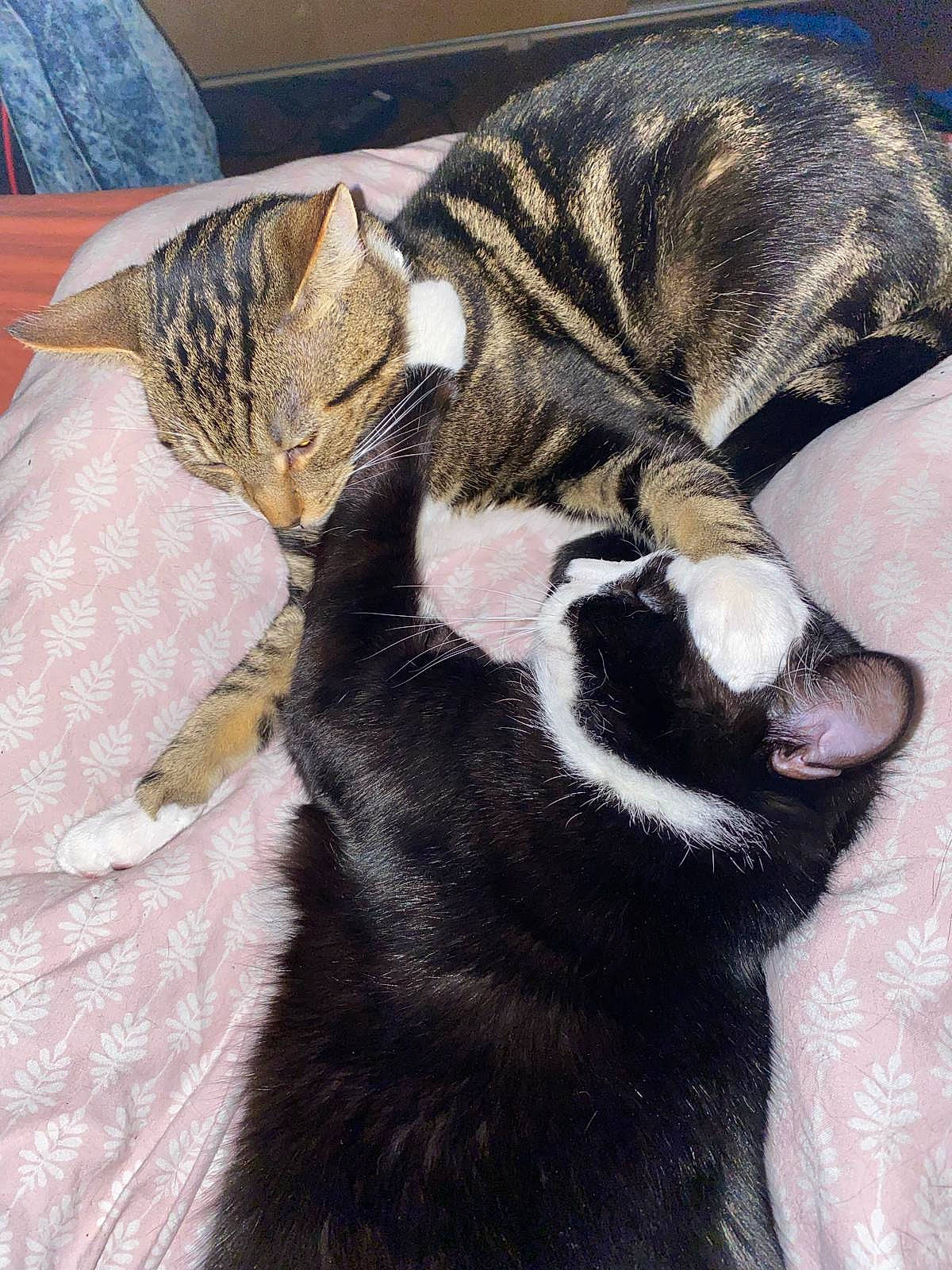 Socks joined the competition — help win amazing prizes! carnivore, cat, claw, comfort, domestic_short_haired_cat, felidae, fur, nap, paw, small_to_medium_sized_cats, snout, tail, terrestrial_animal, whiskers