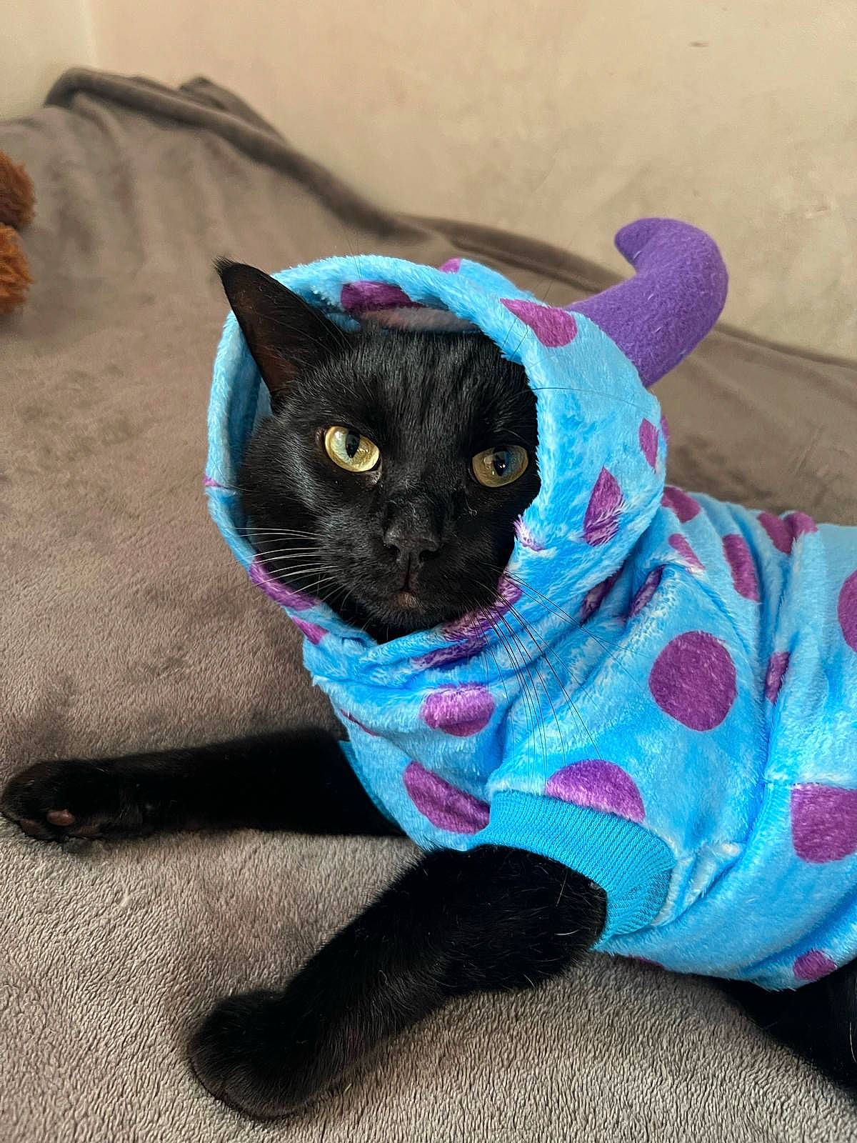Fatty joined the competition — help win amazing prizes! black_cat, carnivore, cat, cat_bed, cat_supply, comfort, domestic_short_haired_cat, electric_blue, fashion_accessory, fawn, felidae, fur, grey, mammal, pattern, small_to_medium_sized_cats, snout, tail, toy, whiskers