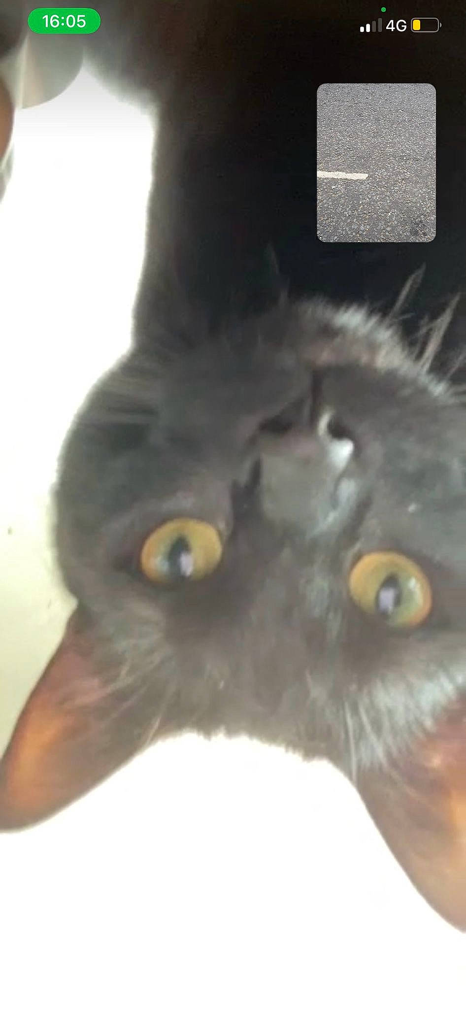 Fatty is registered to the contest to win money with this photo: black_cat, carnivore, cat, domestic_short_haired_cat, ear, felidae, fur, iris, small_to_medium_sized_cats, snout, terrestrial_animal, whiskers