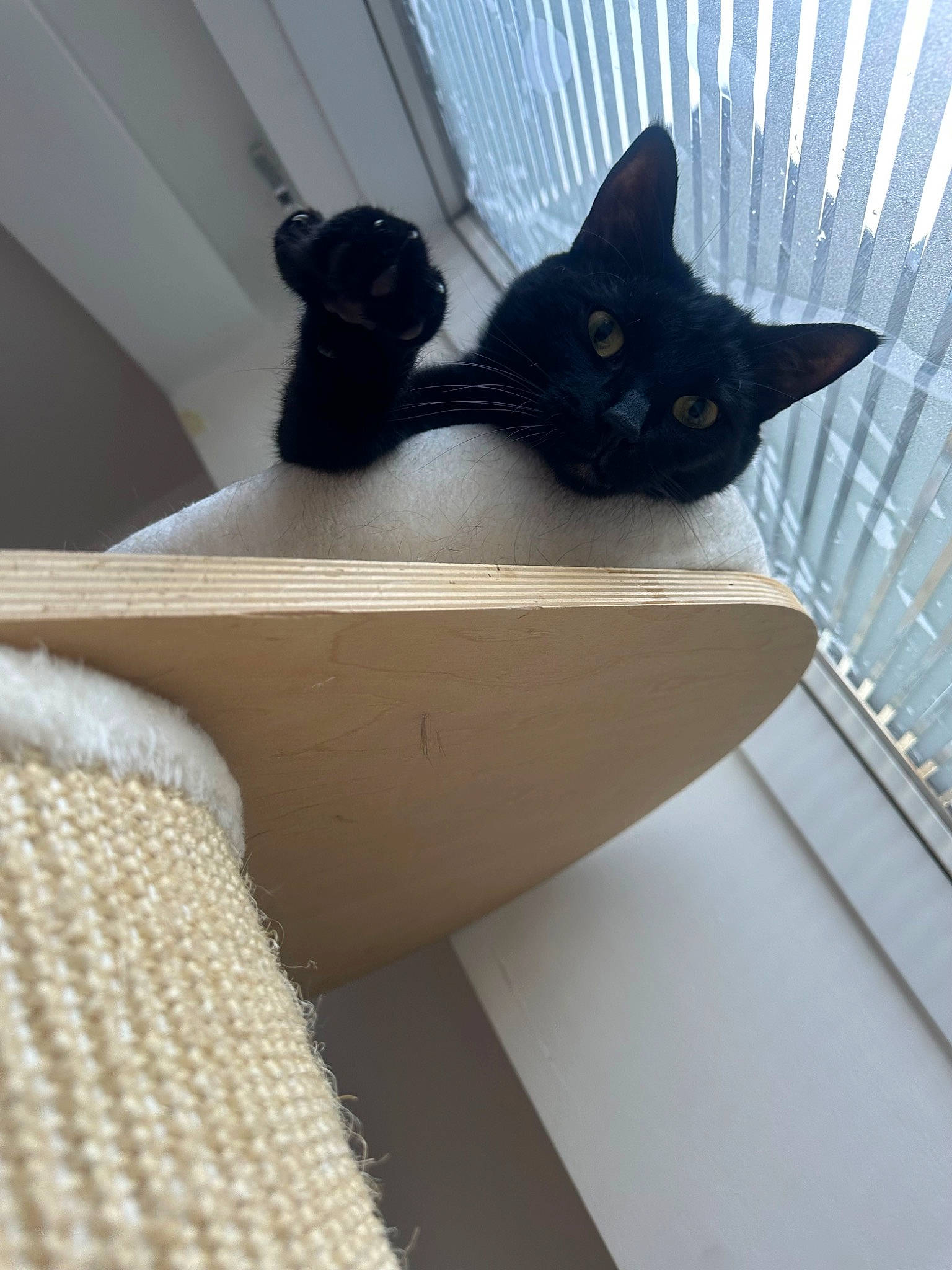 Fatty is registered to the contest to win money with this photo: black_cat, bombay, carnivore, cat, cat_supply, comfort, domestic_short_haired_cat, felidae, floor, flooring, fur, grey, hardwood, small_to_medium_sized_cats, stairs, tail, whiskers, window, wood, woolen