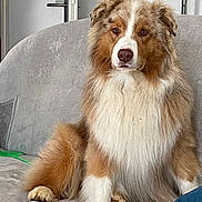 Sun participe au concours pour gagner de l'argent avec cette photo : dog, australian_shepherd, fluffy, brown, white, tan, indoor, couch, pet, animal, sitting, sofa, furniture, door, cozy, looking, portrait, companion, cute, house