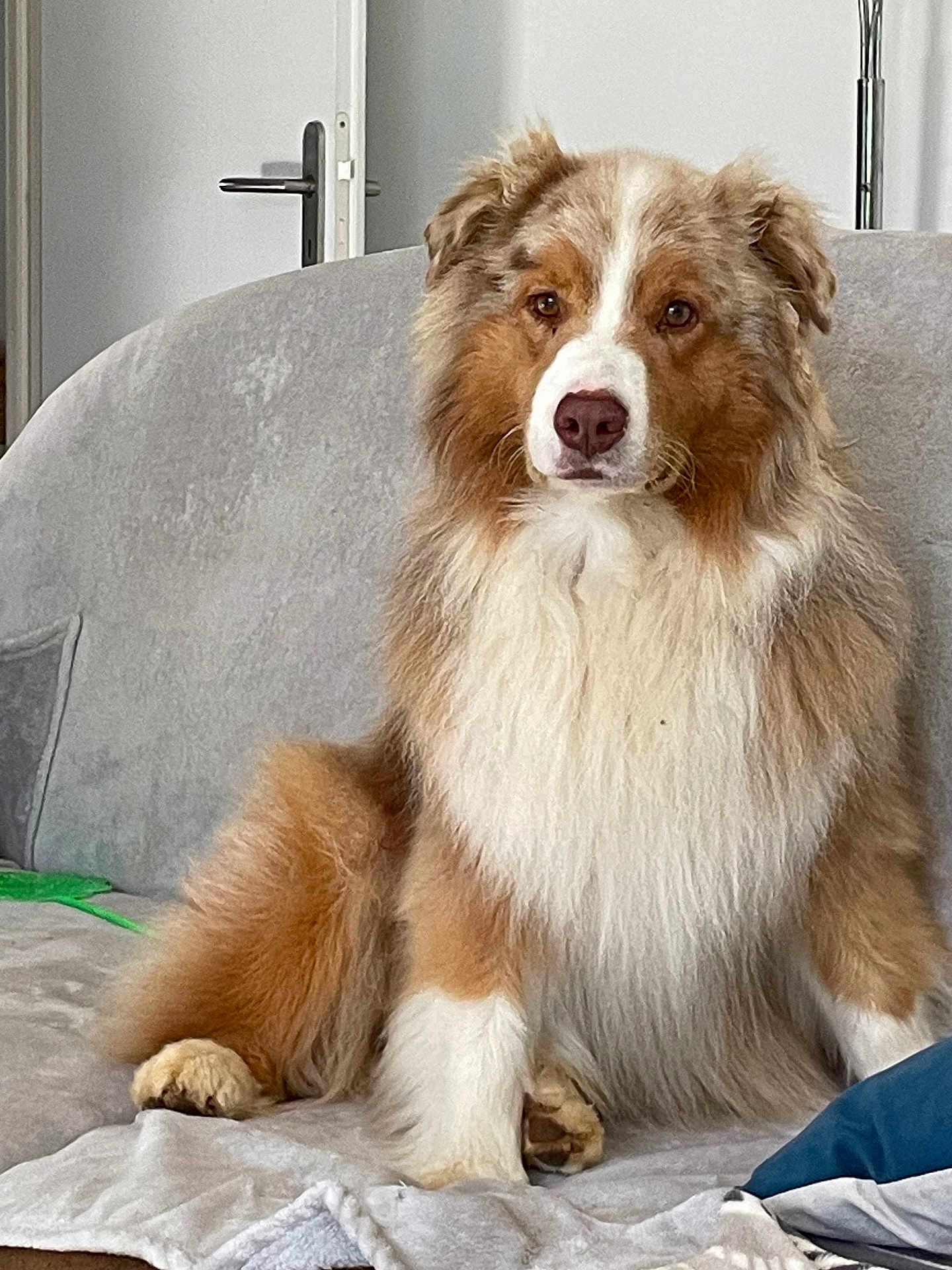 Sun participe au concours pour gagner de l'argent avec cette photo : dog, australian_shepherd, fluffy, brown, white, tan, indoor, couch, pet, animal, sitting, sofa, furniture, door, cozy, looking, portrait, companion, cute, house