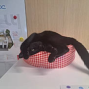 Men a rejoint le concours — aidez-le/la à gagner de superbes lots ! animal, bed, black_cat, cat, checkered_pattern, cute, domestic_animal, feline, funny_pose, furniture, home, indoor, paw, pet, red_and_white, relaxed, stretching, table, tail, wooden_wall