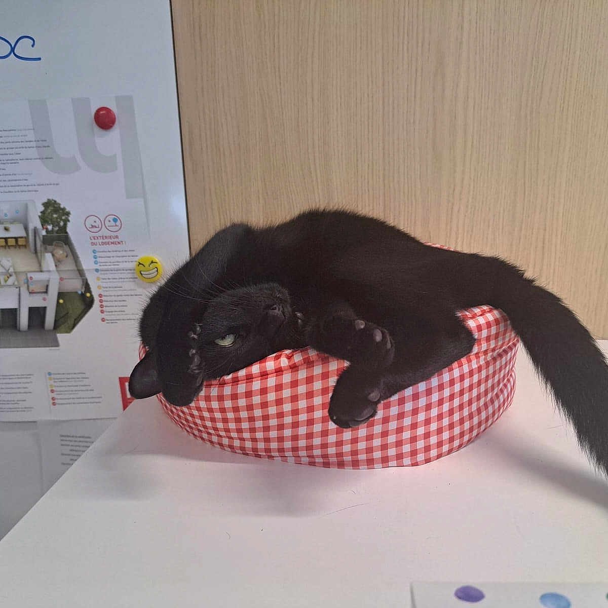 Men a rejoint le concours — aidez-le/la à gagner de superbes lots ! animal, bed, black_cat, cat, checkered_pattern, cute, domestic_animal, feline, funny_pose, furniture, home, indoor, paw, pet, red_and_white, relaxed, stretching, table, tail, wooden_wall