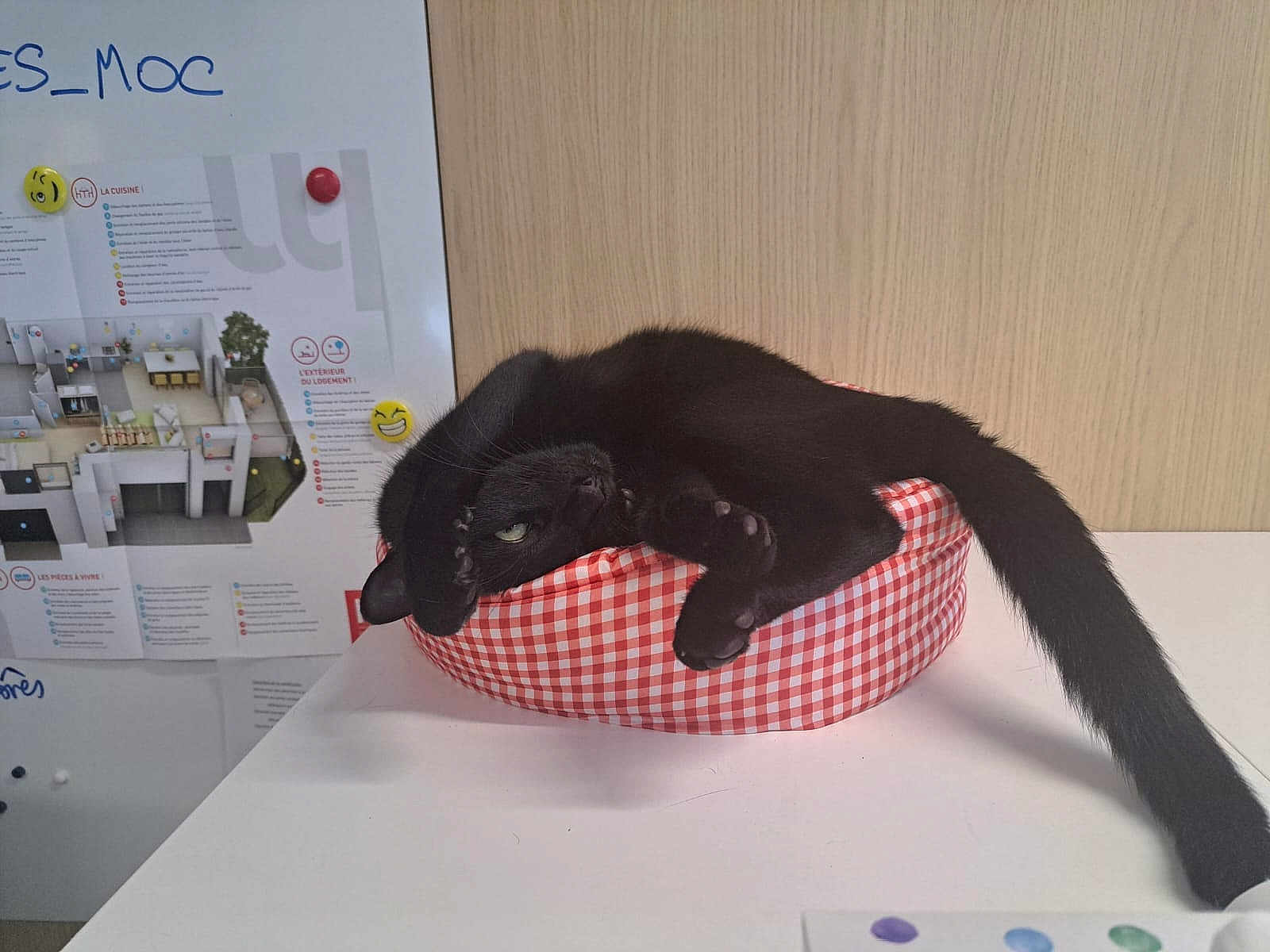 Men a rejoint le concours — aidez-le/la à gagner de superbes lots ! animal, bed, black_cat, cat, checkered_pattern, cute, domestic_animal, feline, funny_pose, furniture, home, indoor, paw, pet, red_and_white, relaxed, stretching, table, tail, wooden_wall