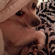 Polly Pockets is registered to the contest to win money with this photo: dog, blanket, cozy, indoor, pet, fur, animal, cute, resting, pattern, soft, warm, white, brown, small, wrapped, comfort, relaxing, bed, snuggled