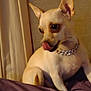 Polly Pockets is registered to the contest to win money with this photo: dog, small_dog, chihuahua, pet, indoor, collar, bed, blanket, tongue_out, cute, animal, fur, ears, sitting, portrait, canine, domestic_animal, companion, cute_pet, resting