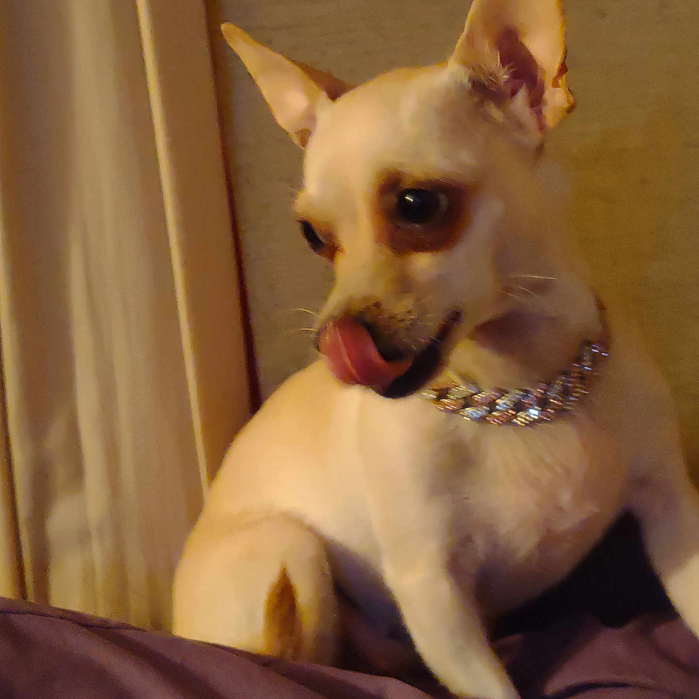 Polly Pockets is registered to the contest to win money with this photo: animal, bed, blanket, canine, chihuahua, collar, companion, cute, cute_pet, dog, domestic_animal, ears, fur, indoor, pet, portrait, resting, sitting, small_dog, tongue_out