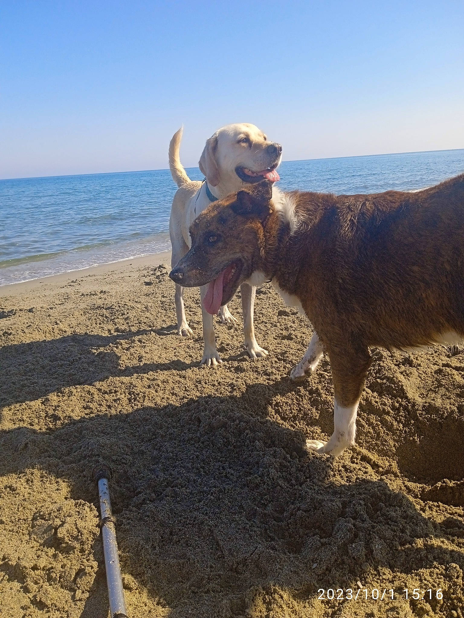 Leika a rejoint le concours — aidez-le/la à gagner de superbes lots ! bovine, carnivore, dog, dog_breed, fawn, fun, grassland, happy, hat, horizon, landscape, livestock, ocean, pasture, sand, sky, soil, water, wood, working_animal