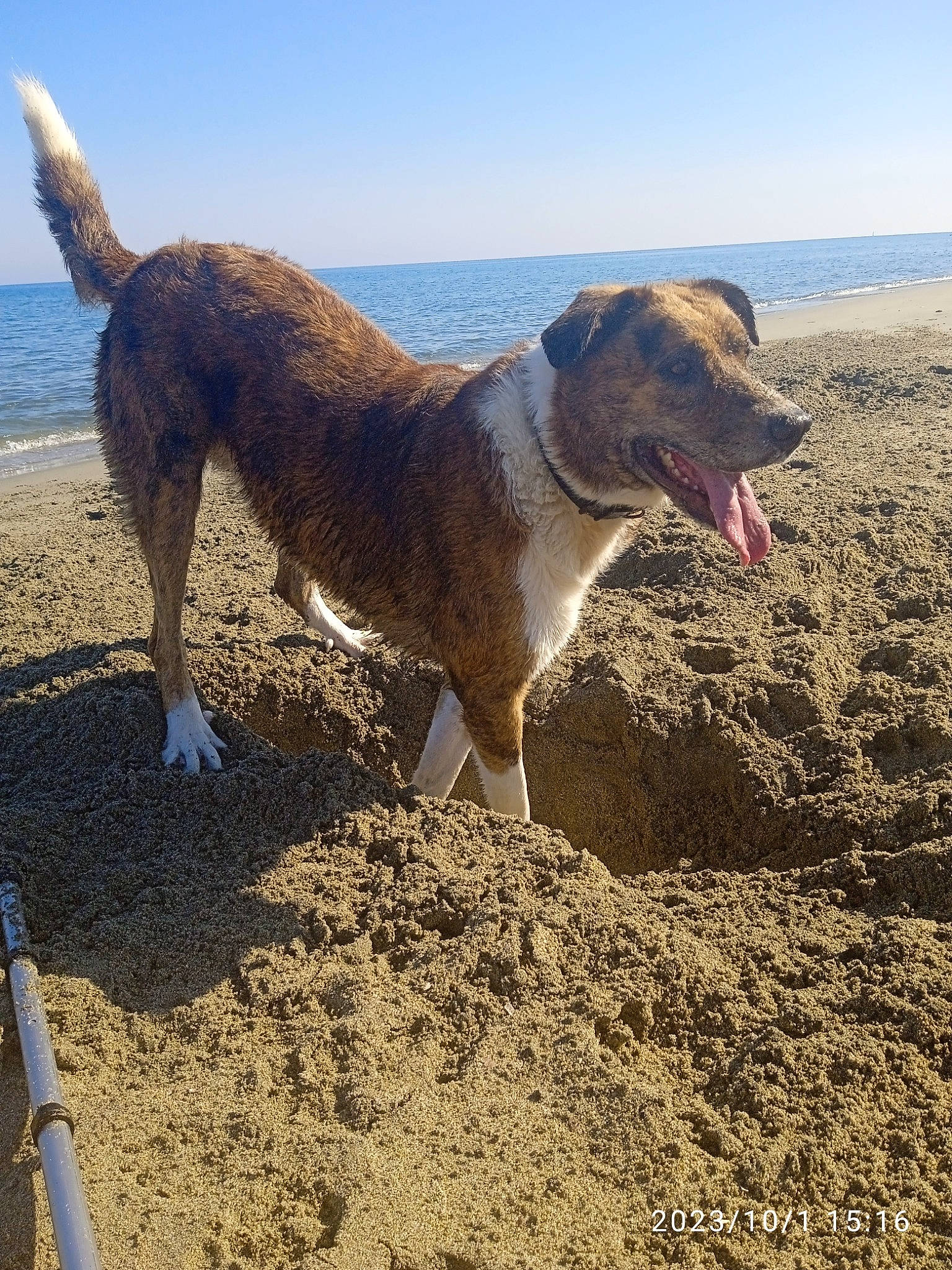 Leika a rejoint le concours — aidez-le/la à gagner de superbes lots ! beach, canidae, carnivore, collar, dog, dog_breed, dog_collar, fawn, horizon, landscape, ocean, pet_supply, sand, sky, snout, soil, tail, water, working_animal, working_dog