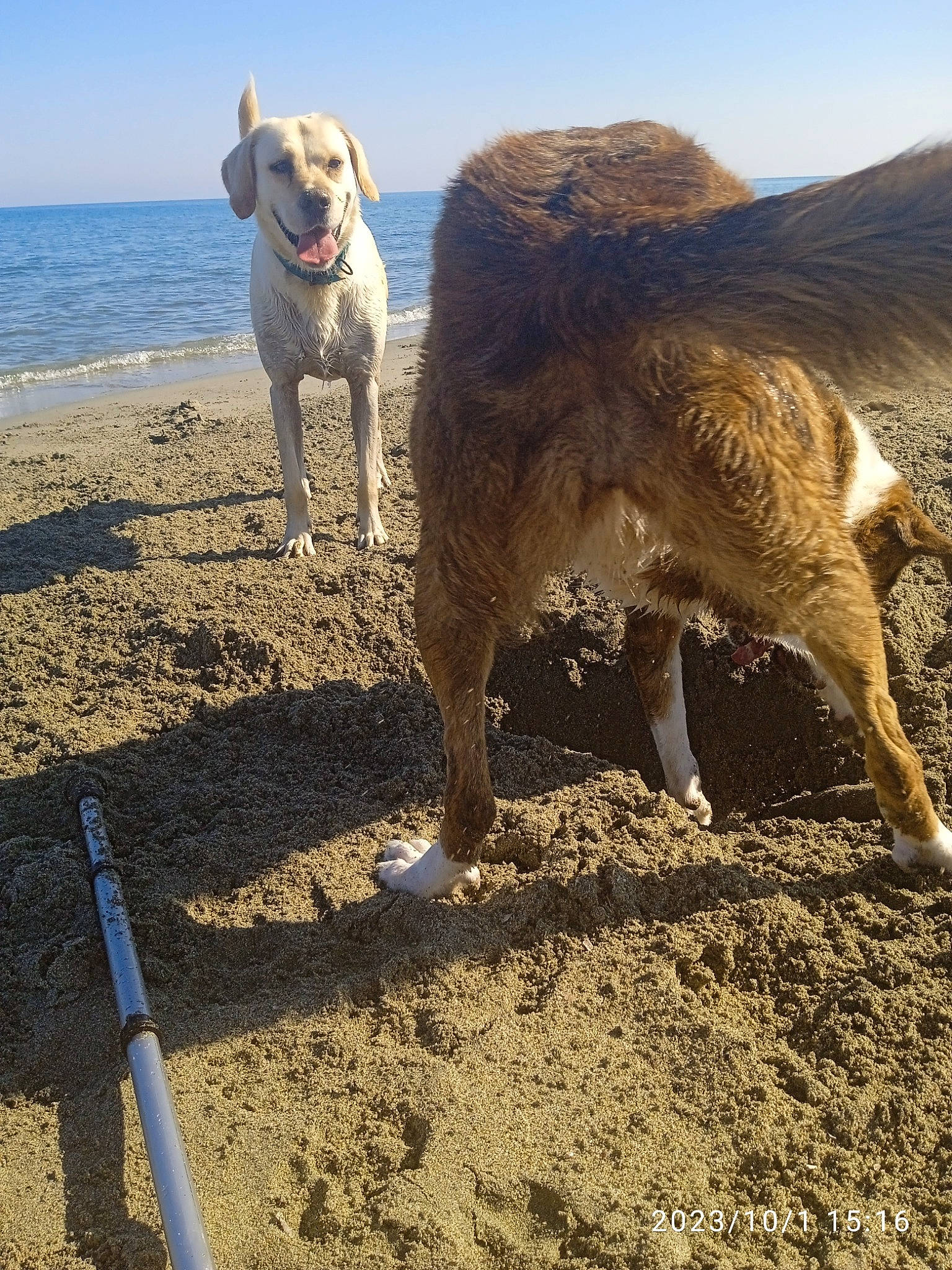 Leika participe au concours pour gagner de l'argent avec cette photo : beach, canidae, carnivore, cloud, dog, dog_breed, fawn, landscape, plateau, sand, shadow, sky, soil, sporting_group, tail, terrestrial_animal, water, wind_wave, wood, working_animal
