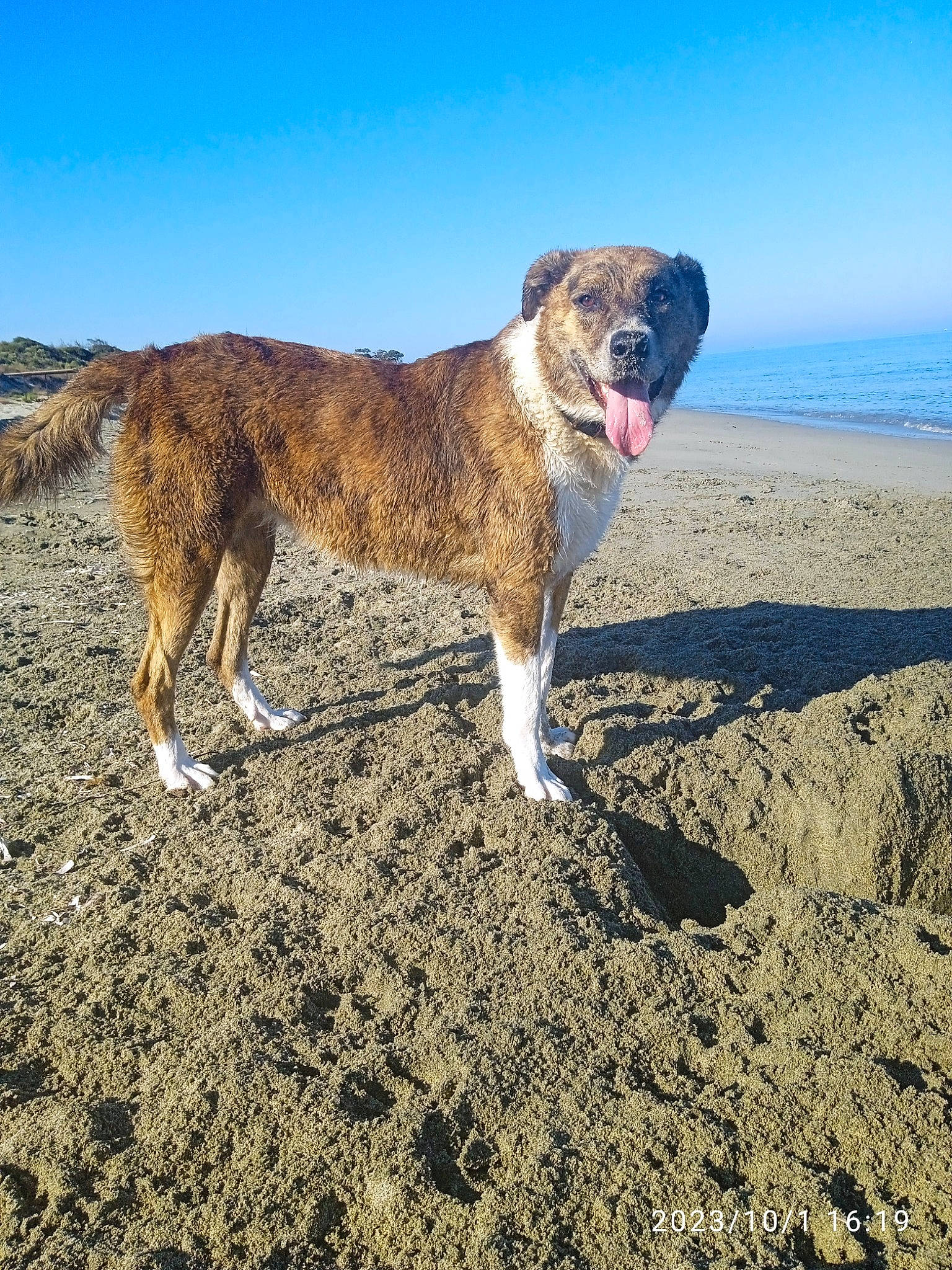 Leika participe au concours pour gagner de l'argent avec cette photo : beach, canidae, carnivore, collar, companion_dog, dog, dog_breed, fawn, giant_dog_breed, horizon, landscape, ocean, sky, snout, soil, sporting_group, tail, terrestrial_animal, water, working_dog
