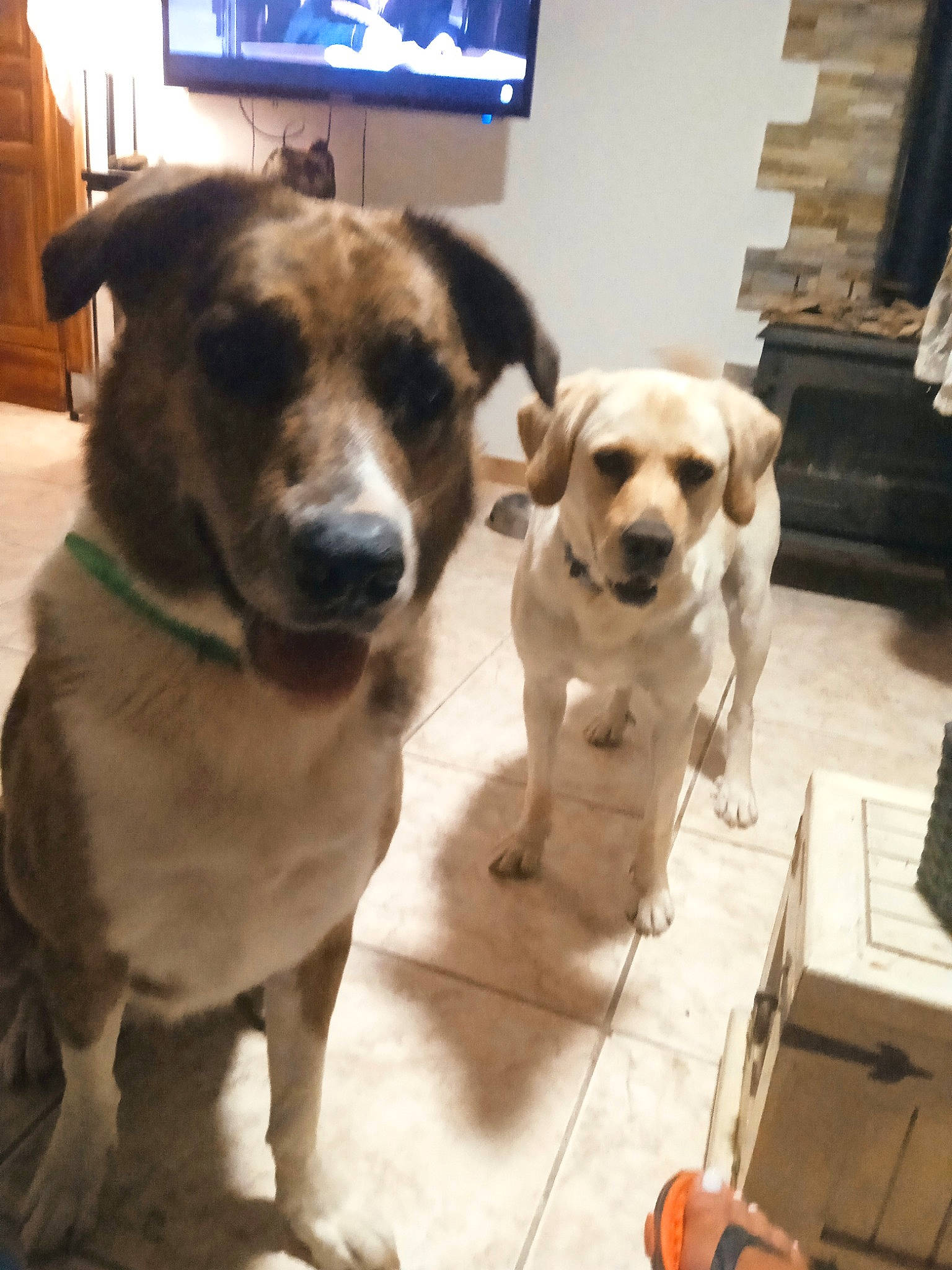 Coumpa a rejoint le concours — aidez-le/la à gagner de superbes lots ! canidae, carnivore, chair, collar, companion_dog, display_device, dog, dog_breed, dog_collar, fawn, flooring, fur, hardwood, puppy, snout, tail, television, whiskers, wood, working_animal