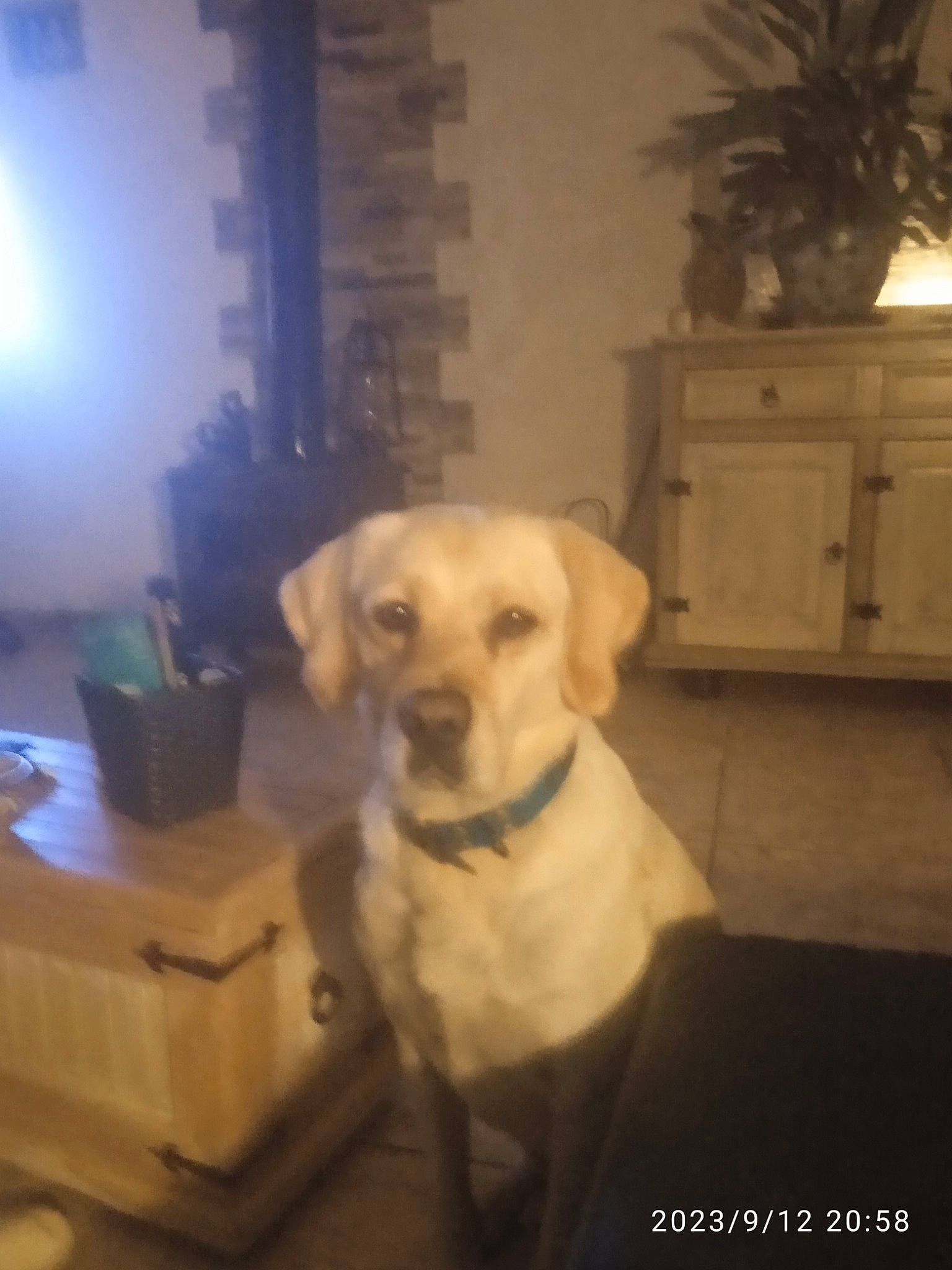 Coumpa participe au concours pour gagner de l'argent avec cette photo : carnivore, cloud, comfort, companion_dog, dog, dog_breed, fawn, floor, flooring, flowerpot, gun_dog, hardwood, houseplant, pet_supply, picture_frame, plant, snout, tail, window, wood