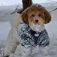 Dexter joined the competition — help win amazing prizes! animal, canine, cold, cold_weather, curly_fur, cute, dog, fur, jacket, leash, nature, outdoor, pet, season, snow, snowy, tree, walking, white, winter